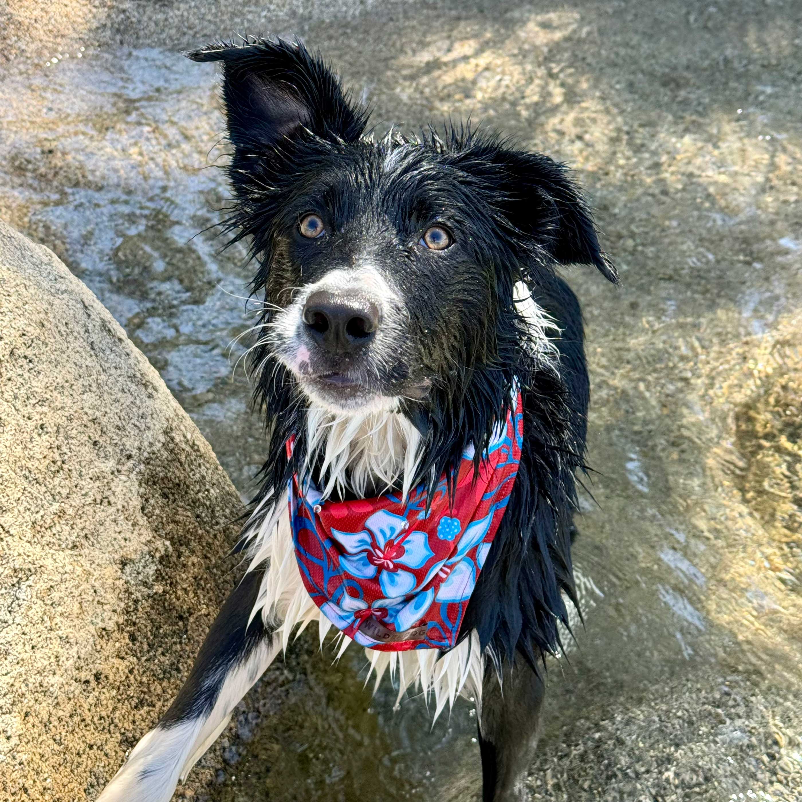 Aloha Bandana - Image 2