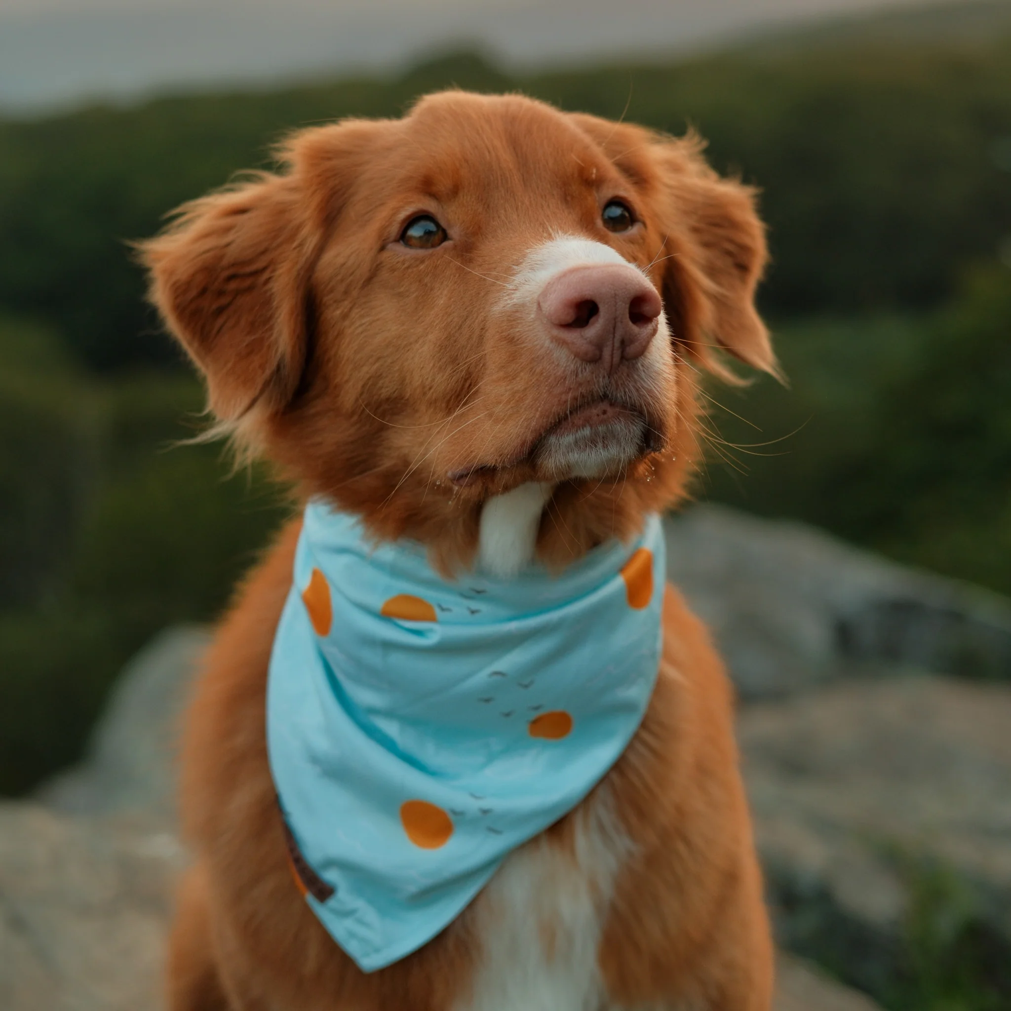 Barnegat Bandana - Image 2