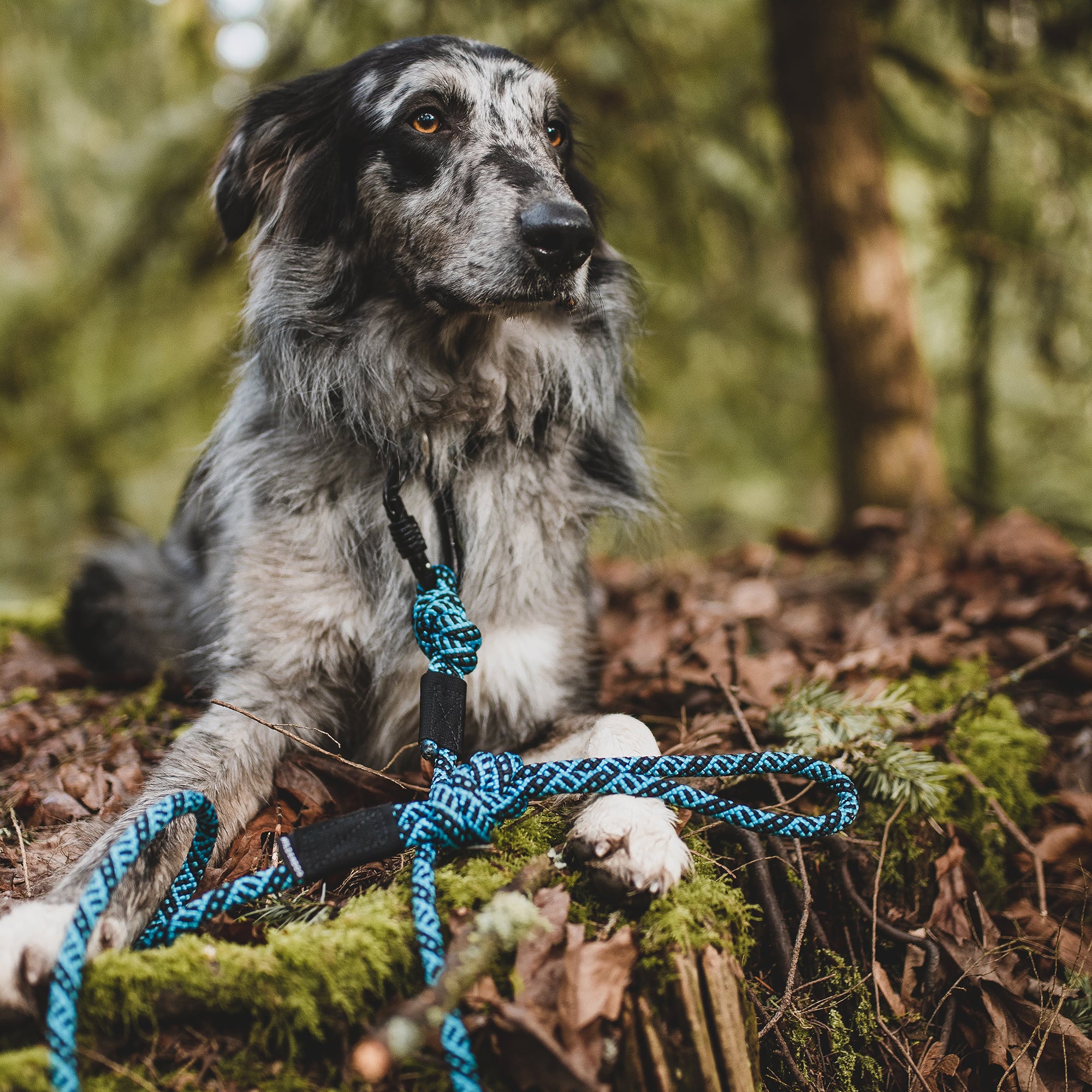 Big Carabiner Rope Leash - Image 3