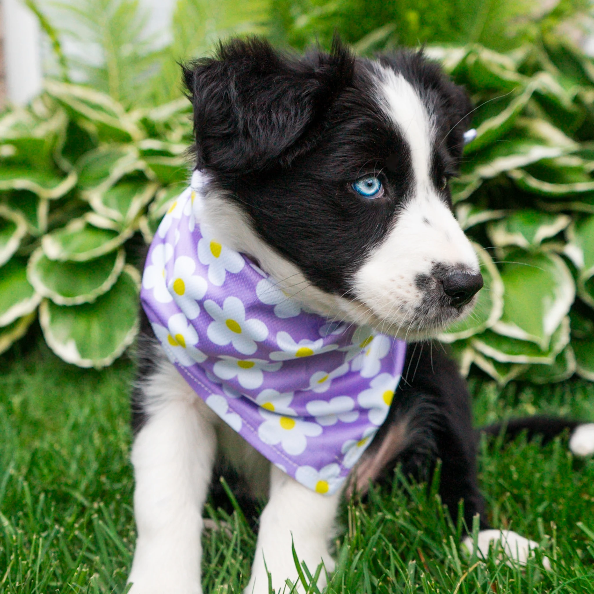 Daisy Bandana - Image 3