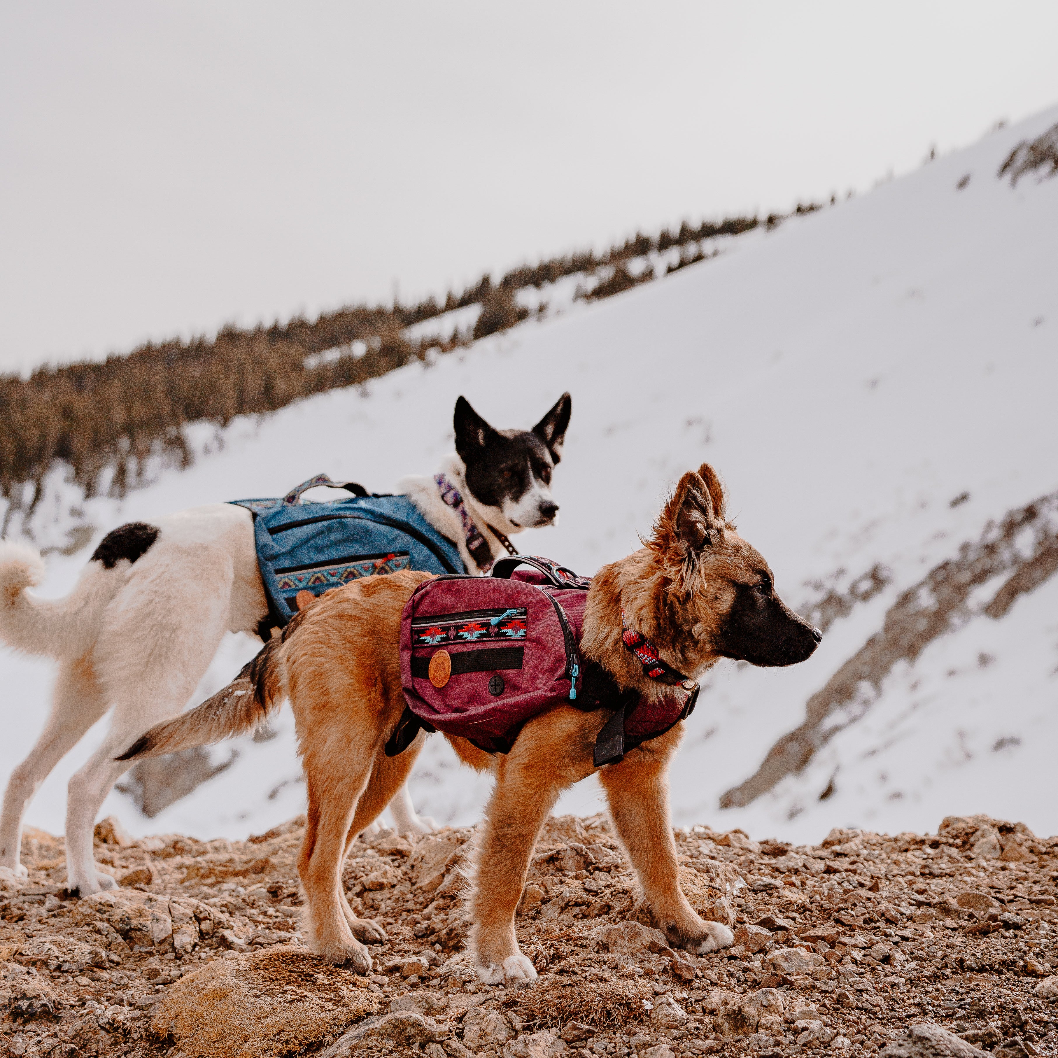 Dog Backpack - Image 5