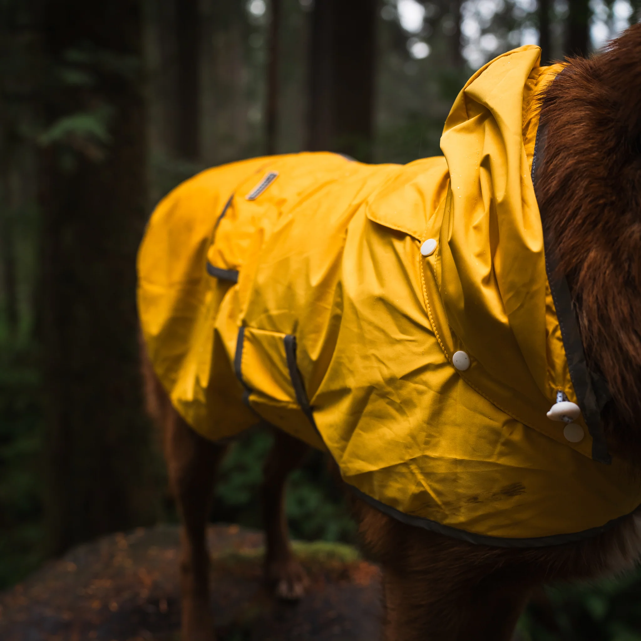Dog Rain Jacket - Image 10