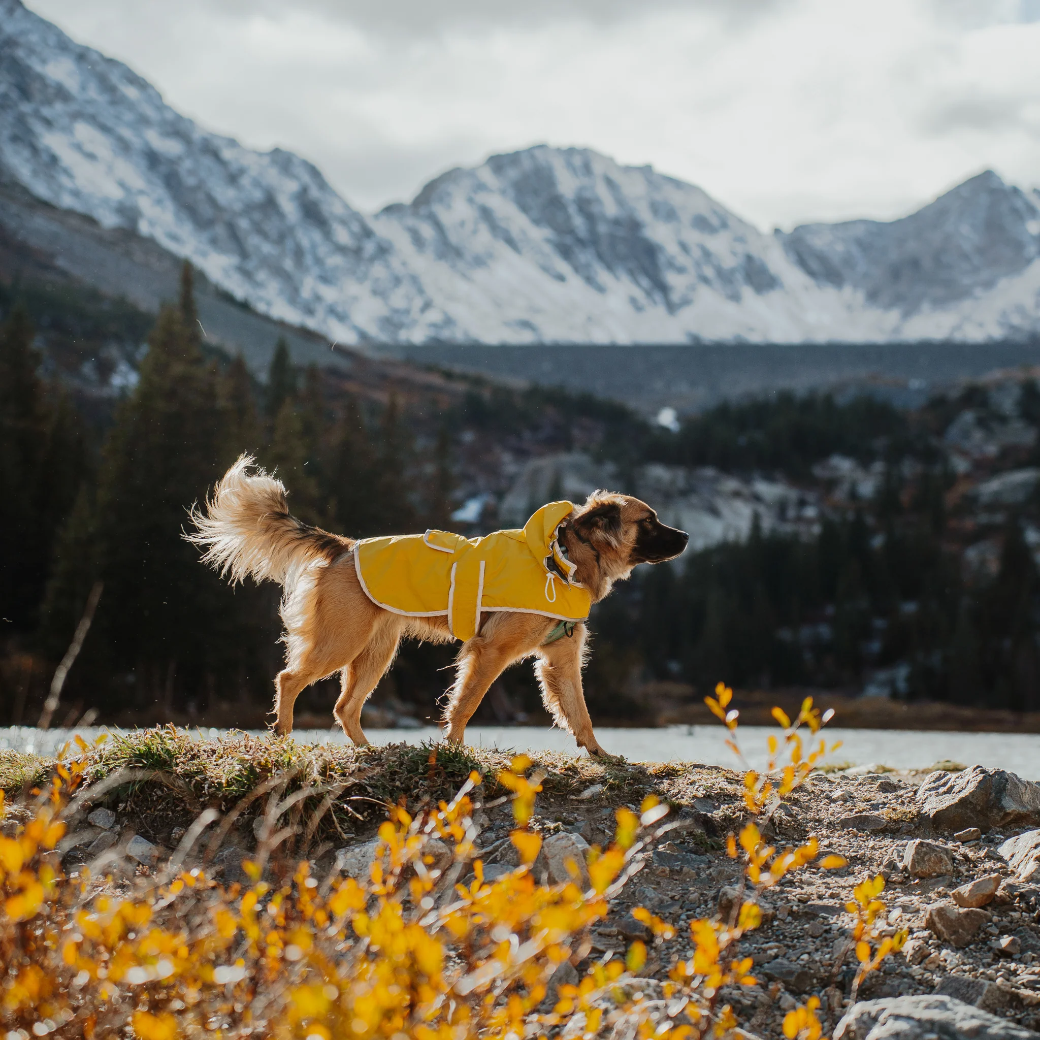 Dog Rain Jacket - Image 7