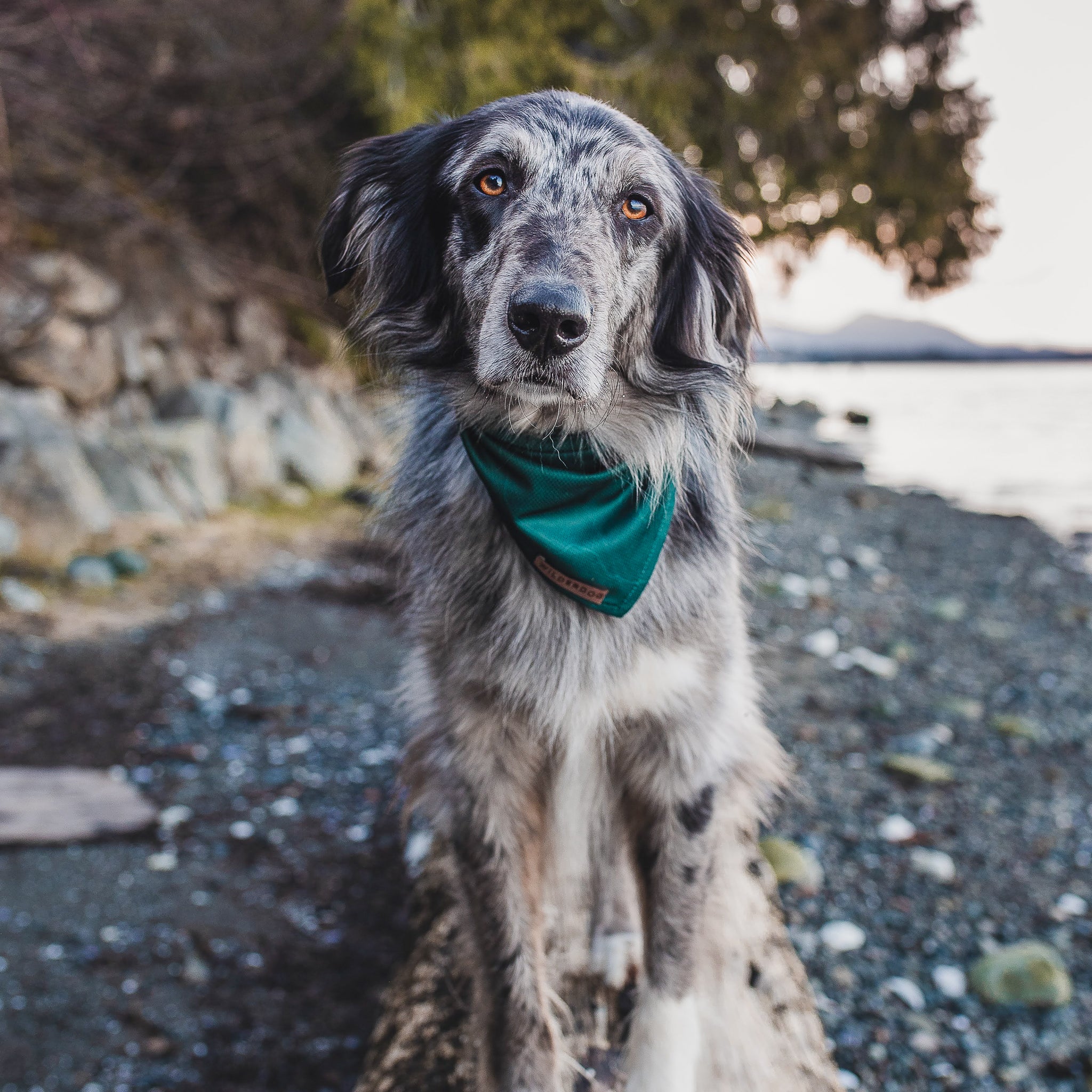 Evergreen Topo Bandana - Image 3