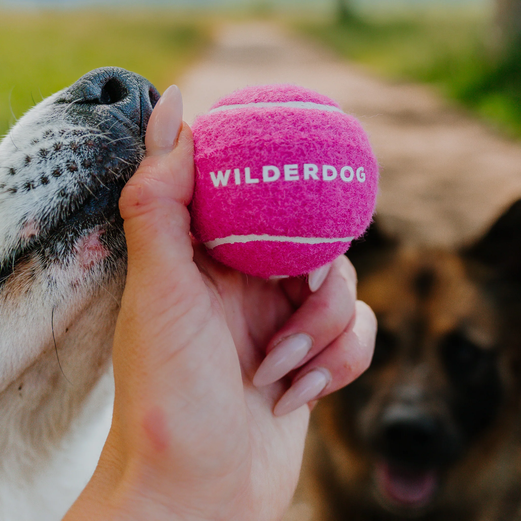 Fetch Balls - Image 4