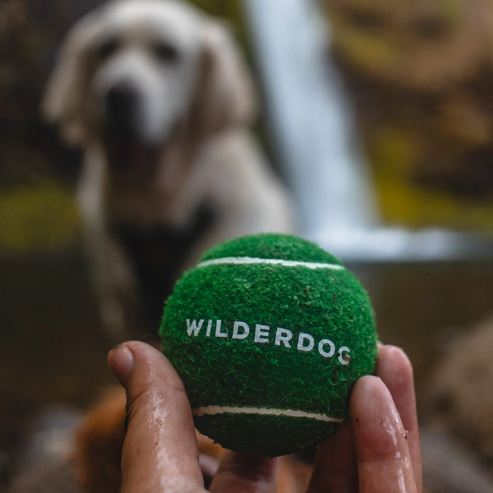 Fetch Balls - Image 5