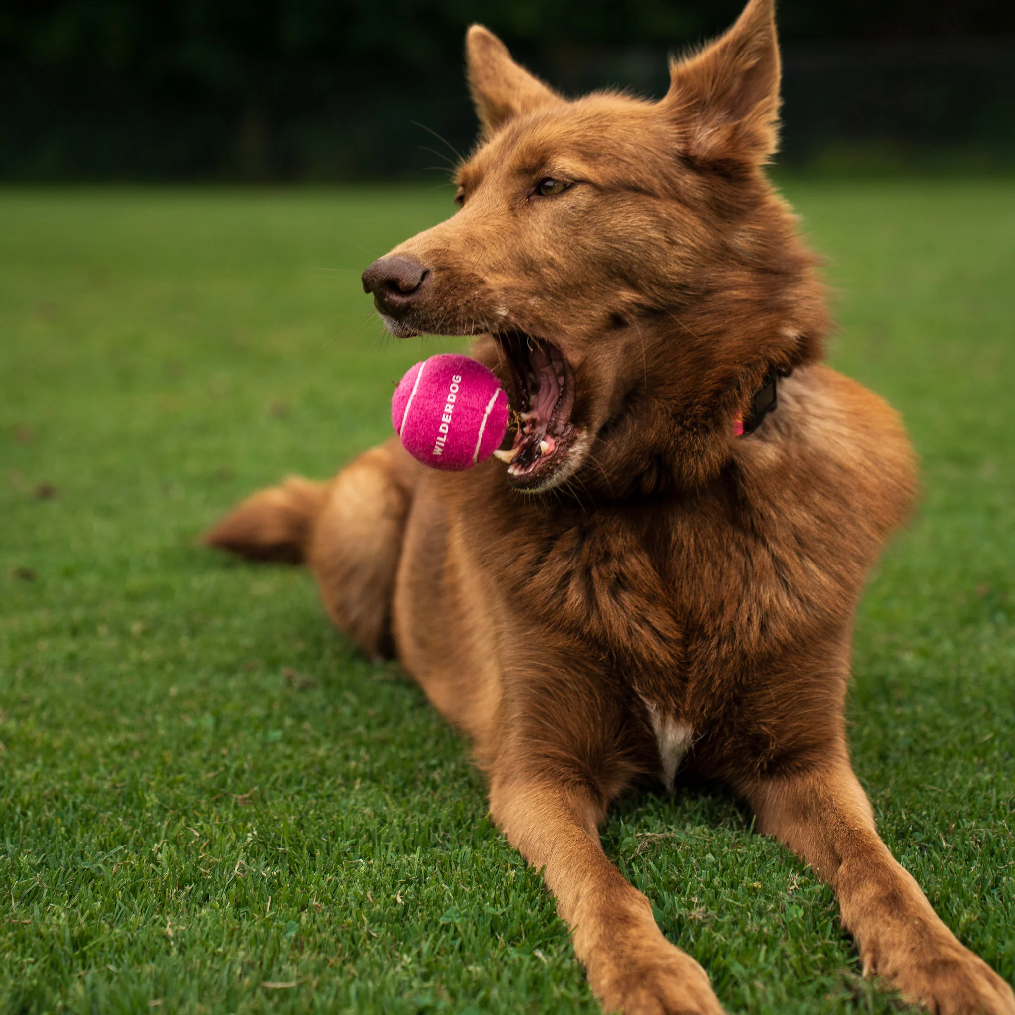Fetch Balls - Image 8