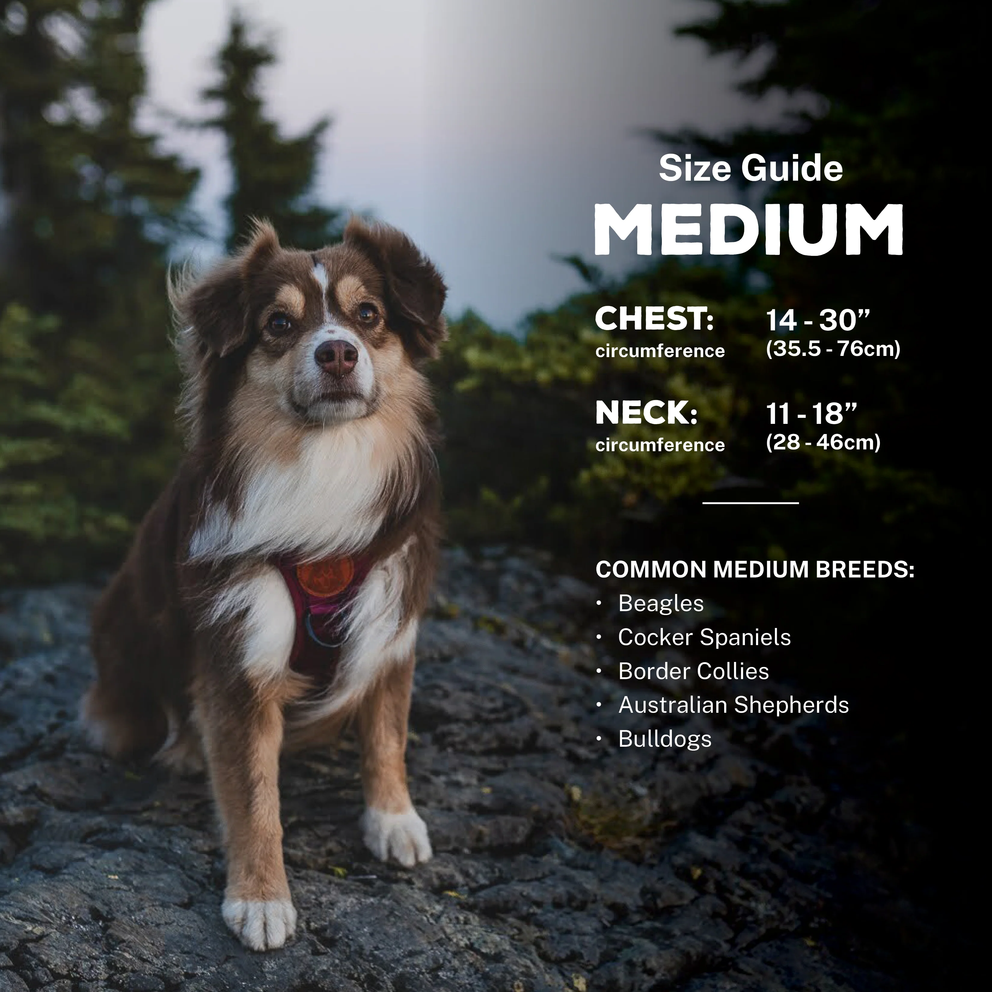 Dog Harness - Image 12