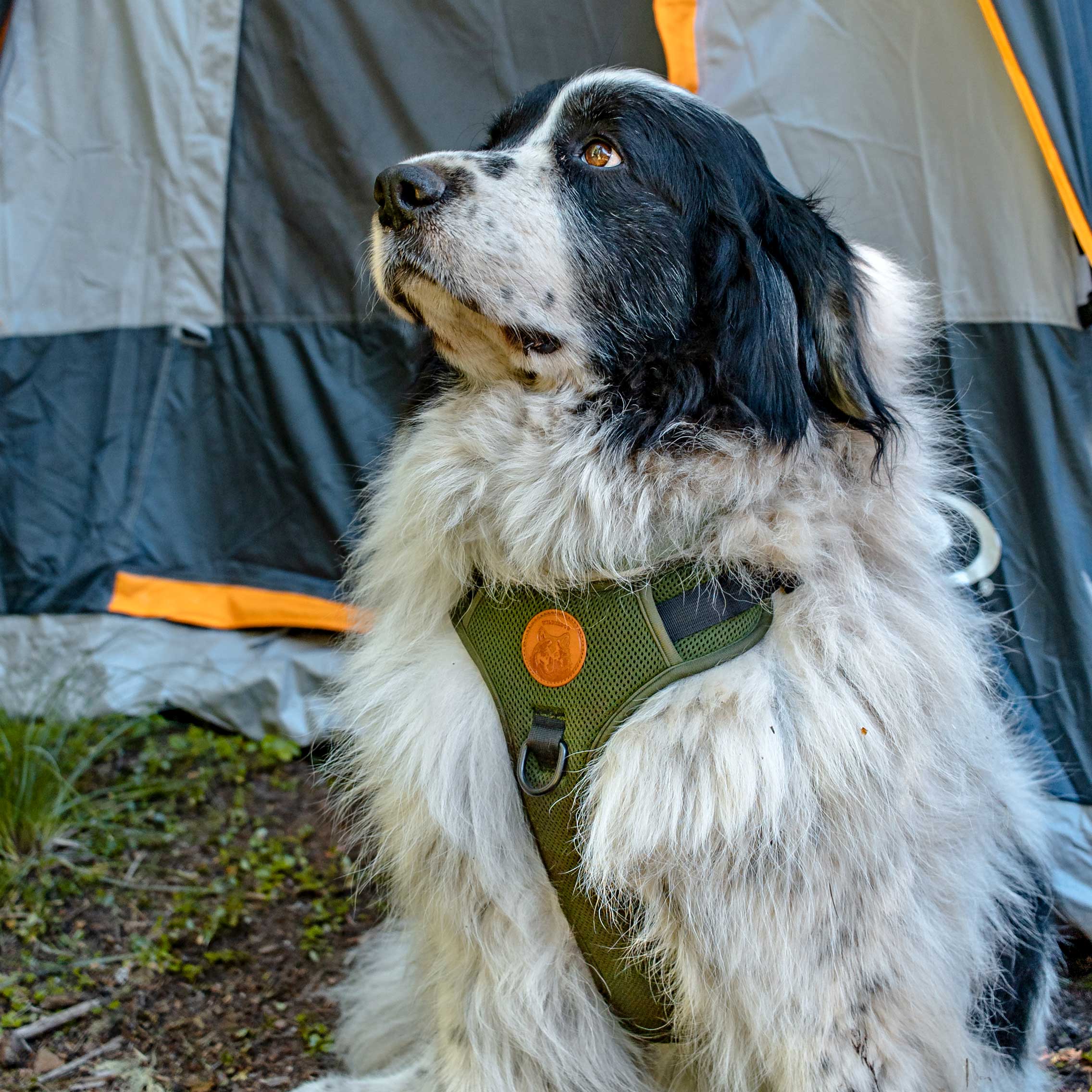 Dog Harness - Image 5