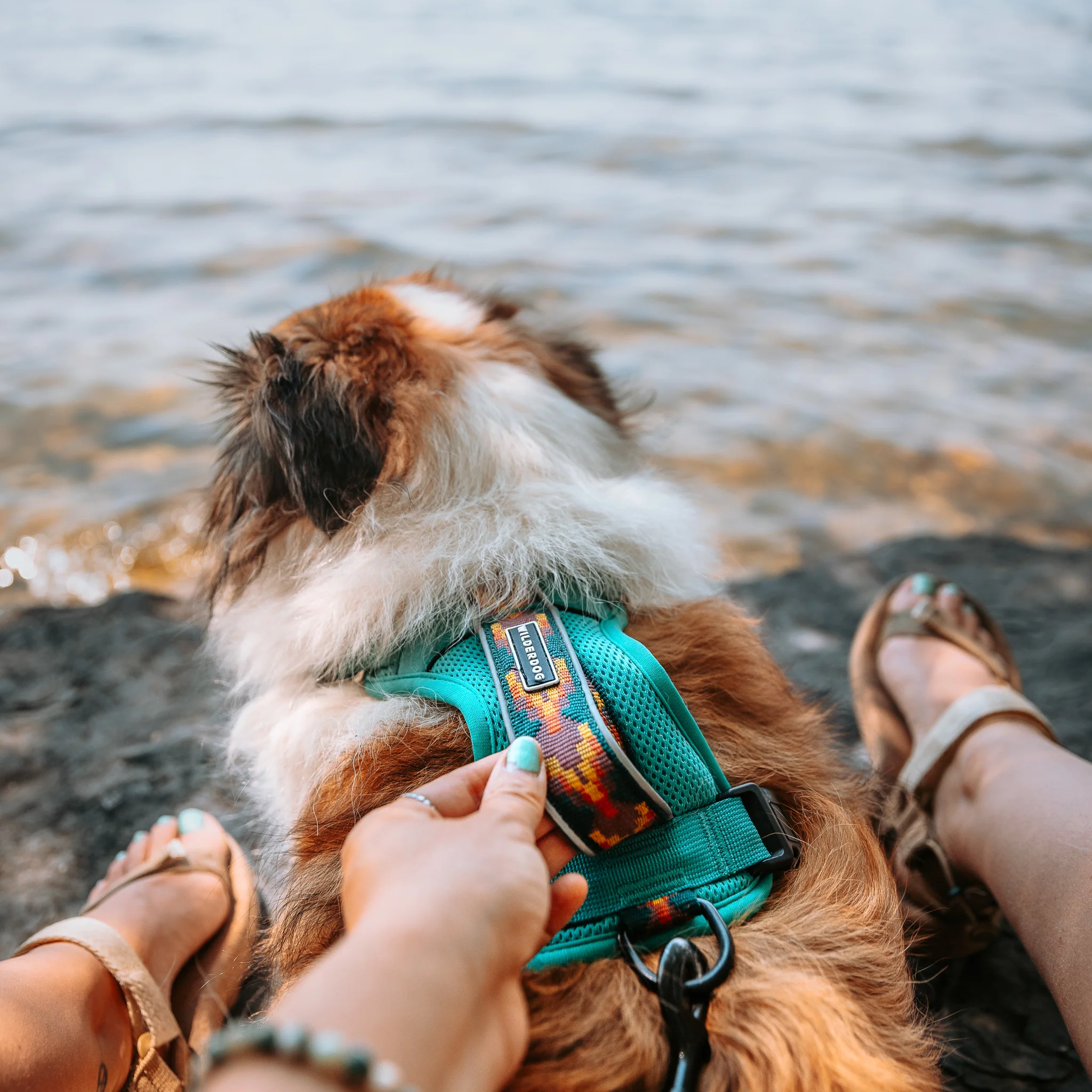 Dog Harness - Image 8