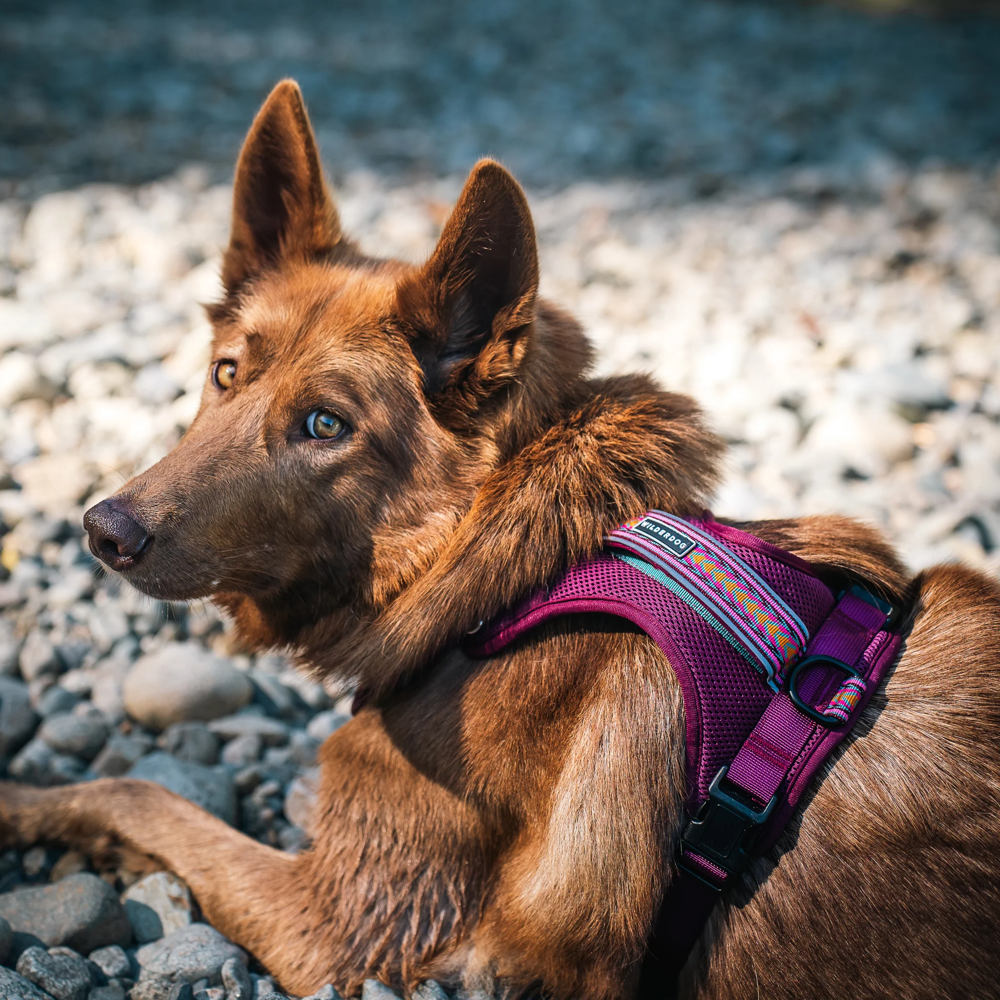 Dog Harness - Image 9