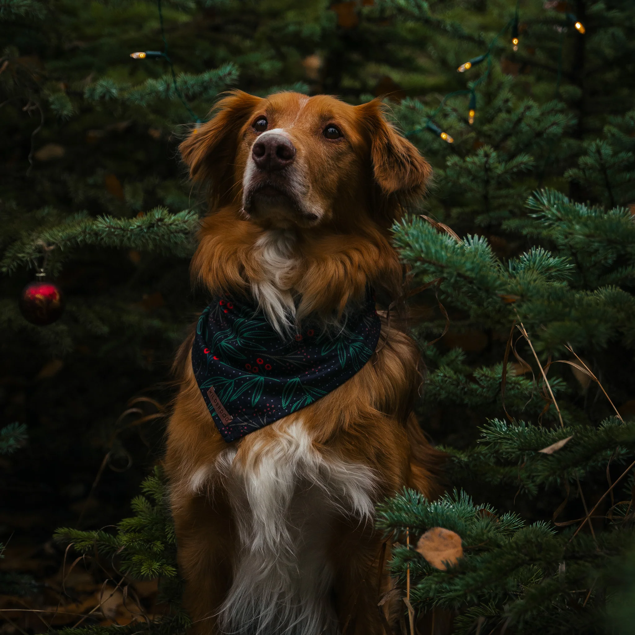 Holly Bandana - Image 2