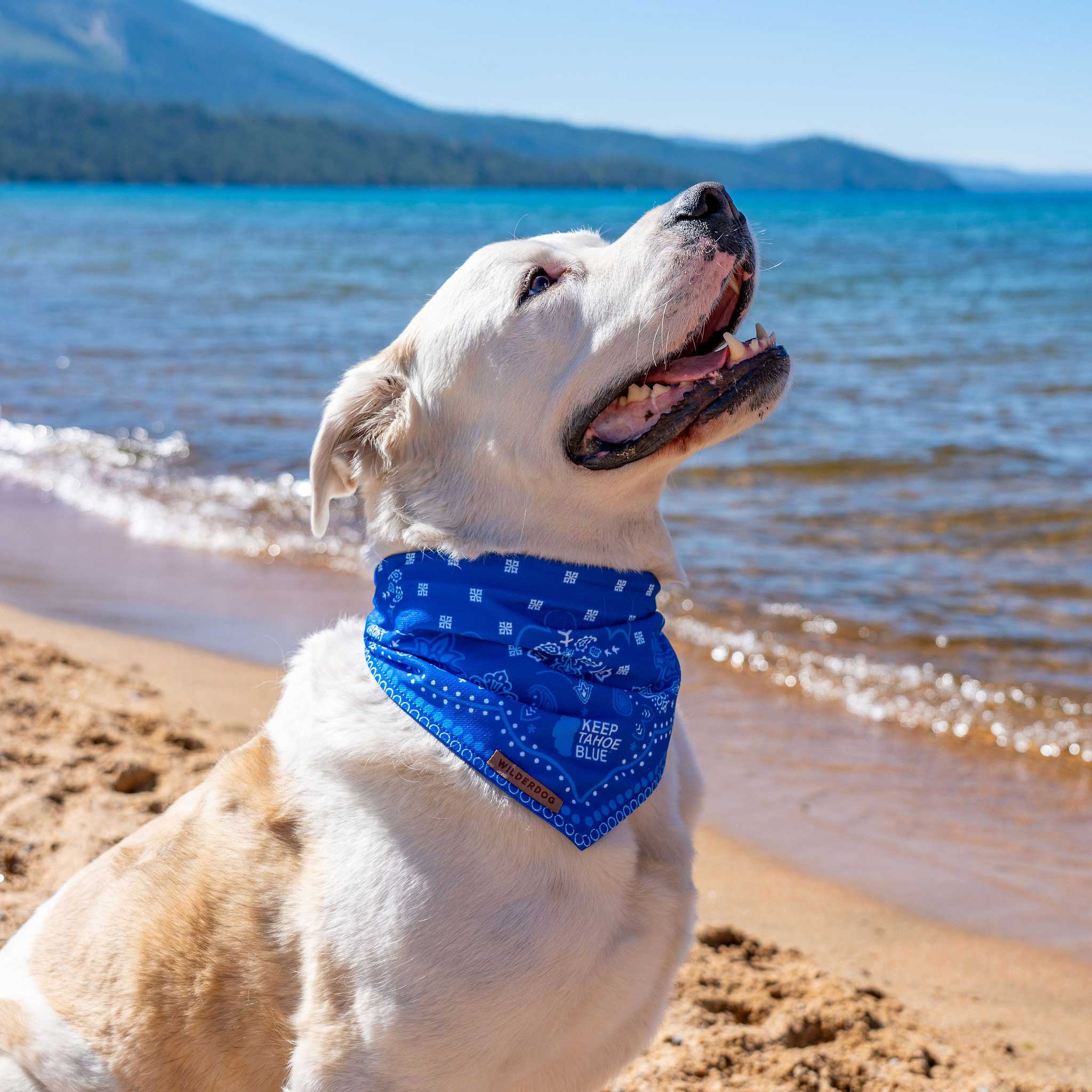 Keep Tahoe Blue Bandana - Image 3