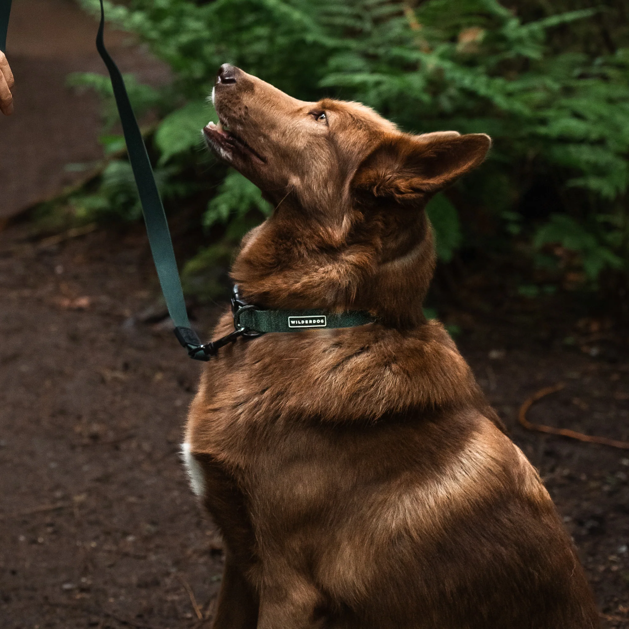 Cedar Waterproof Leash - Image 5