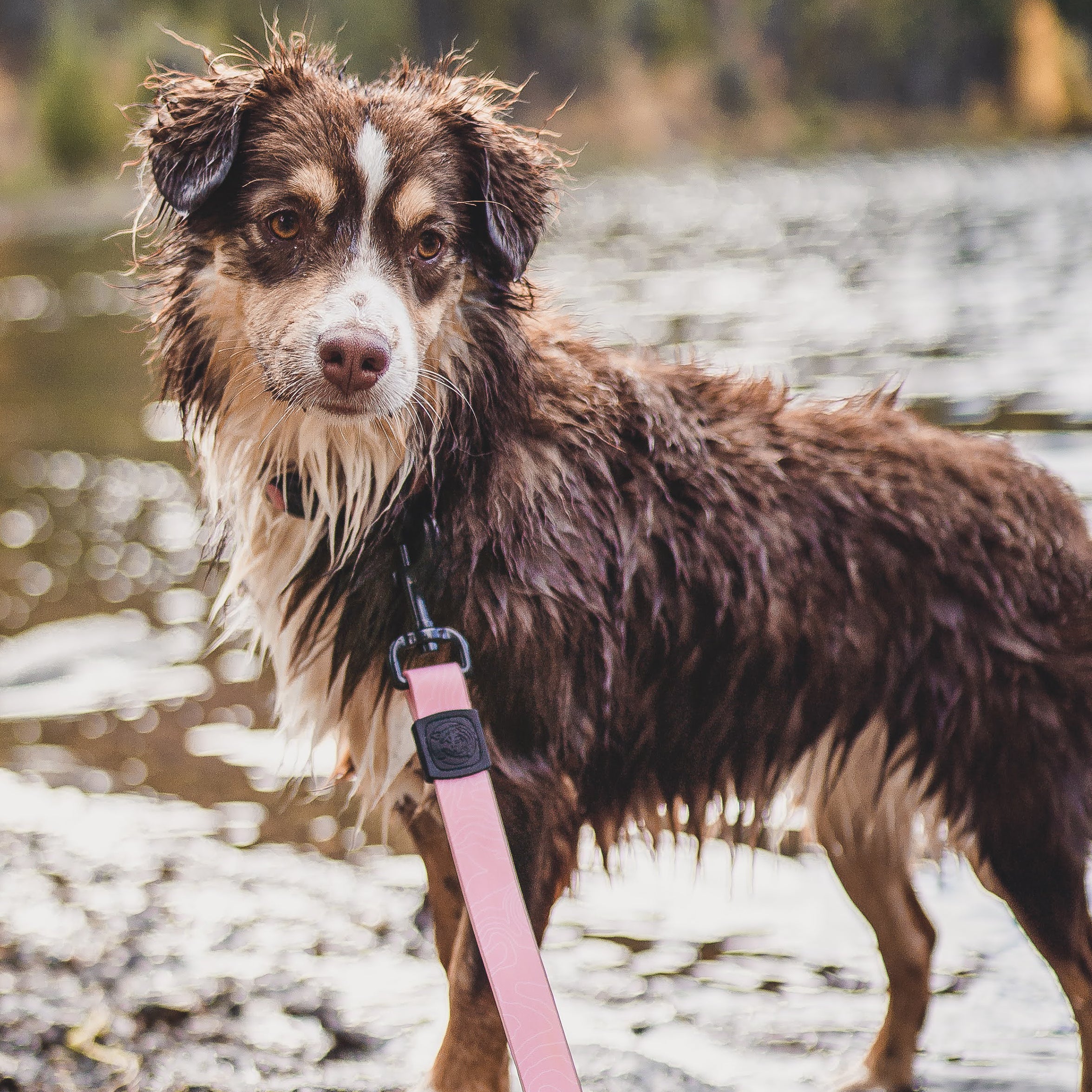 Guava Waterproof Leash - Image 5