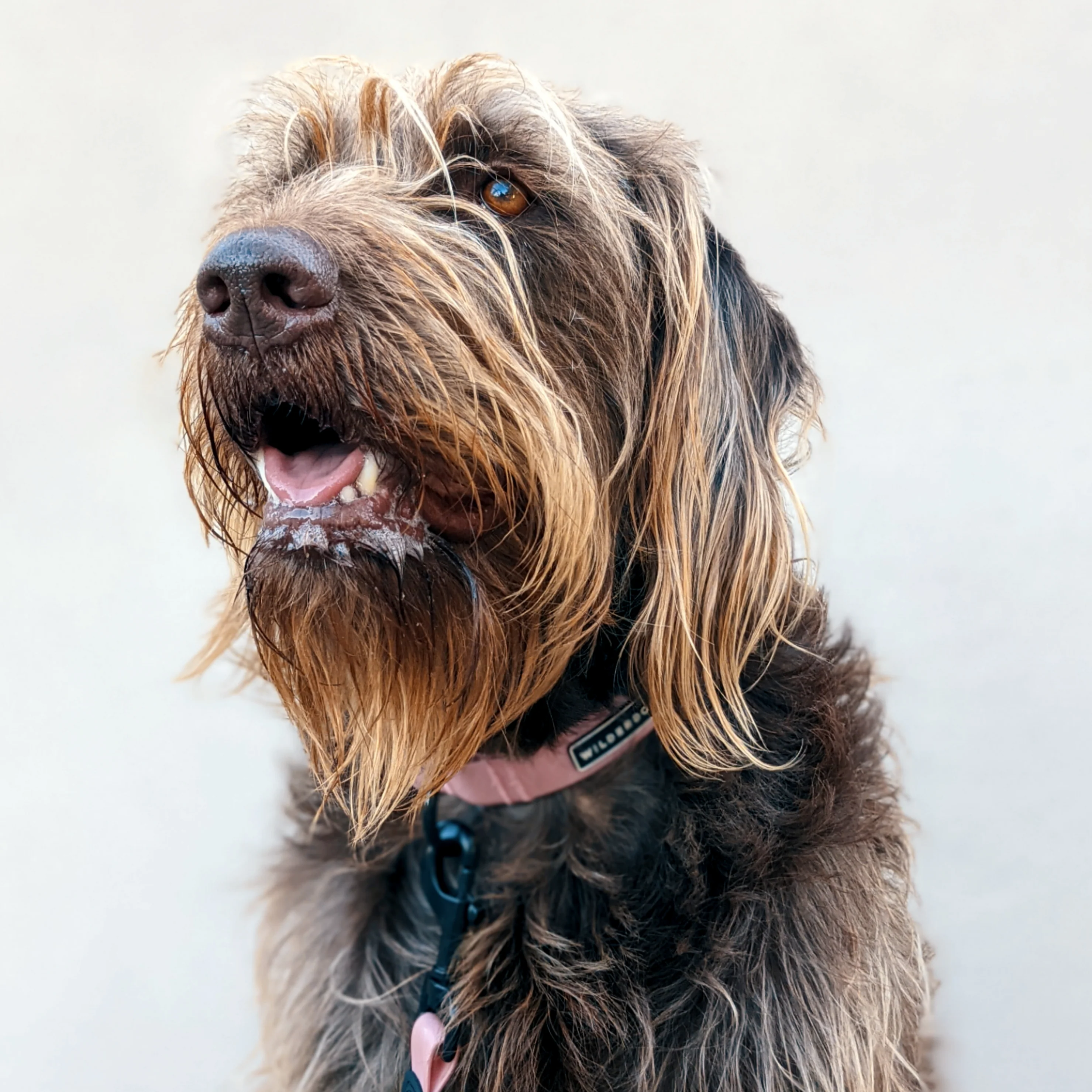 Guava Waterproof Collar - Image 5