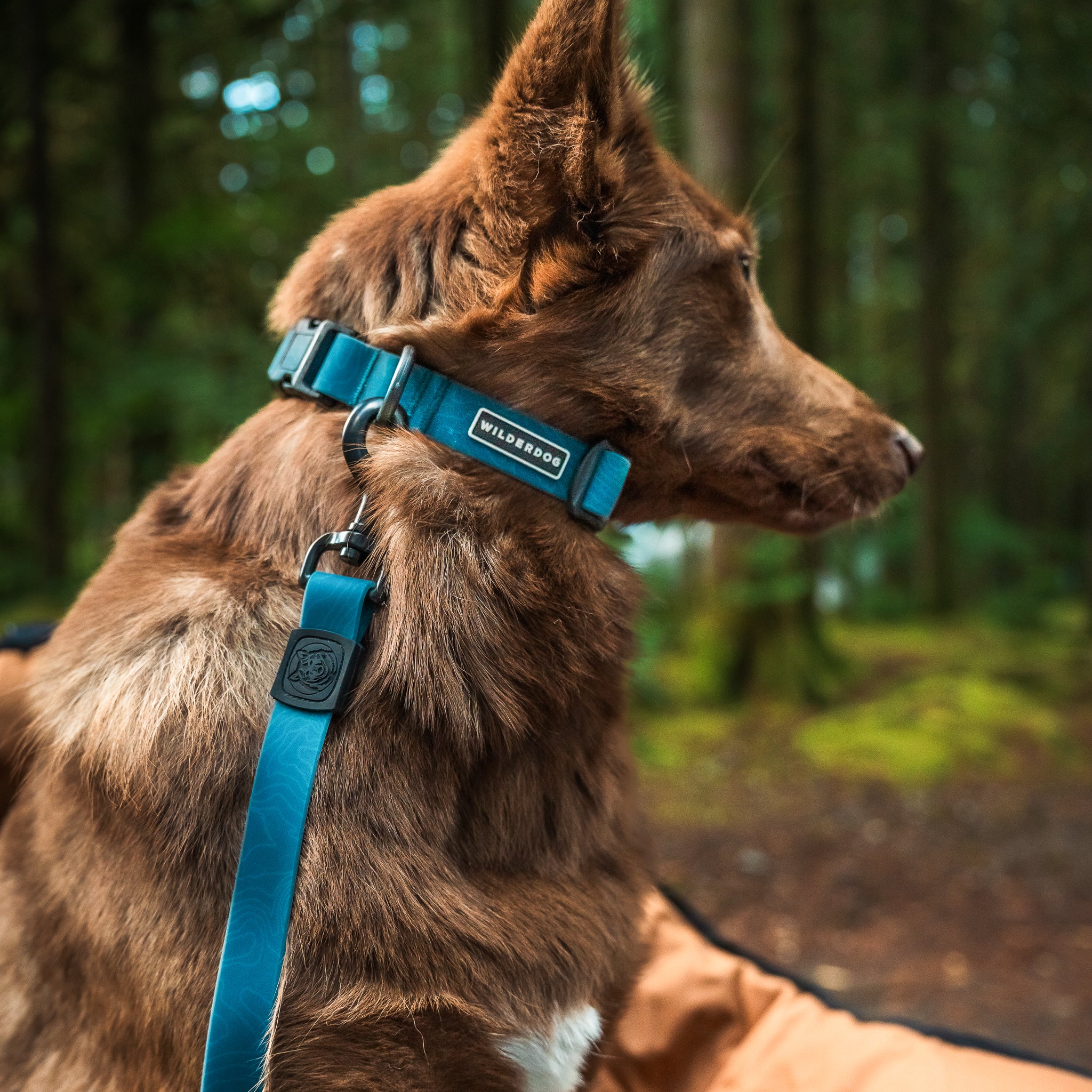 Pacific Blue Waterproof Collar - Image 3
