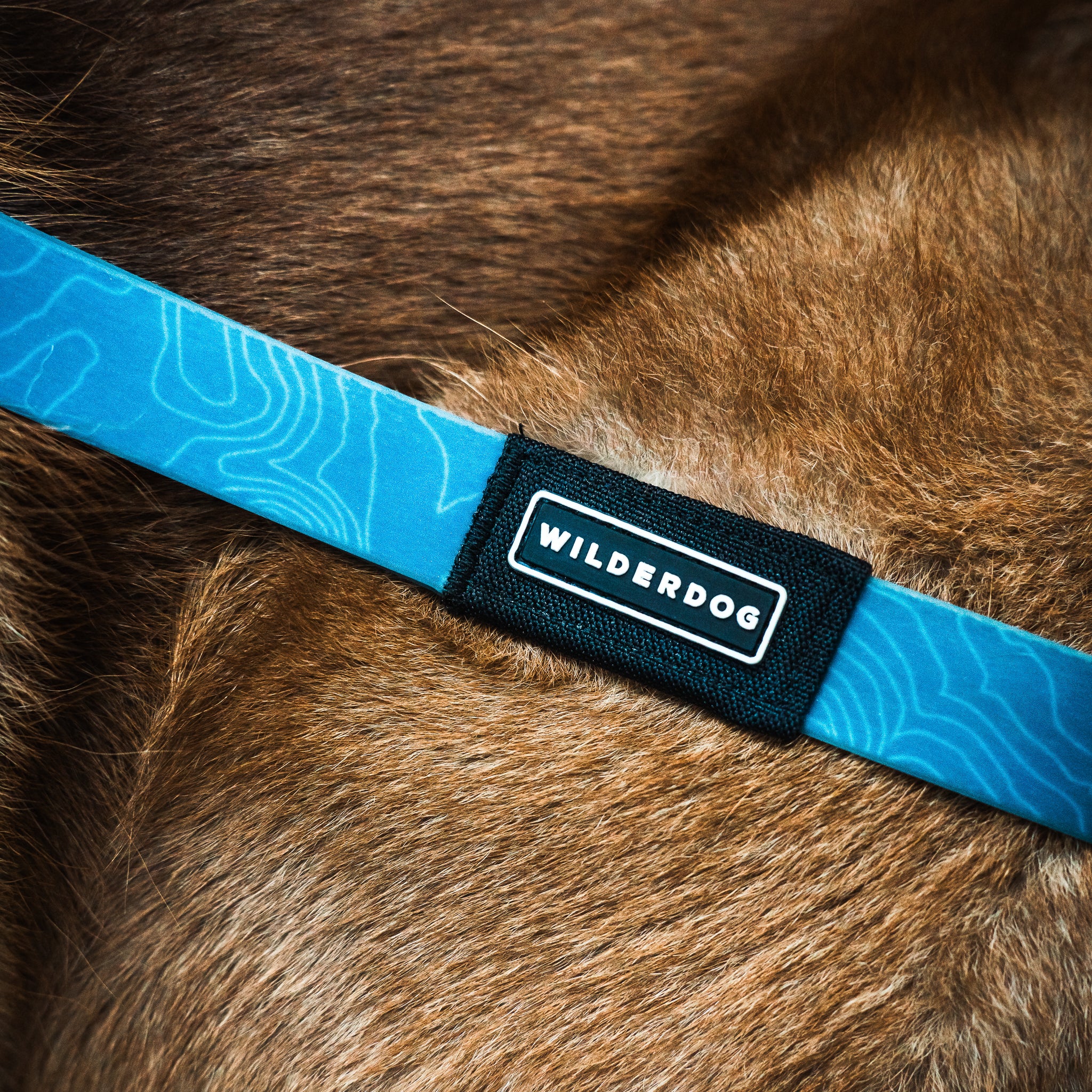 Pacific Blue Waterproof Leash - Image 3
