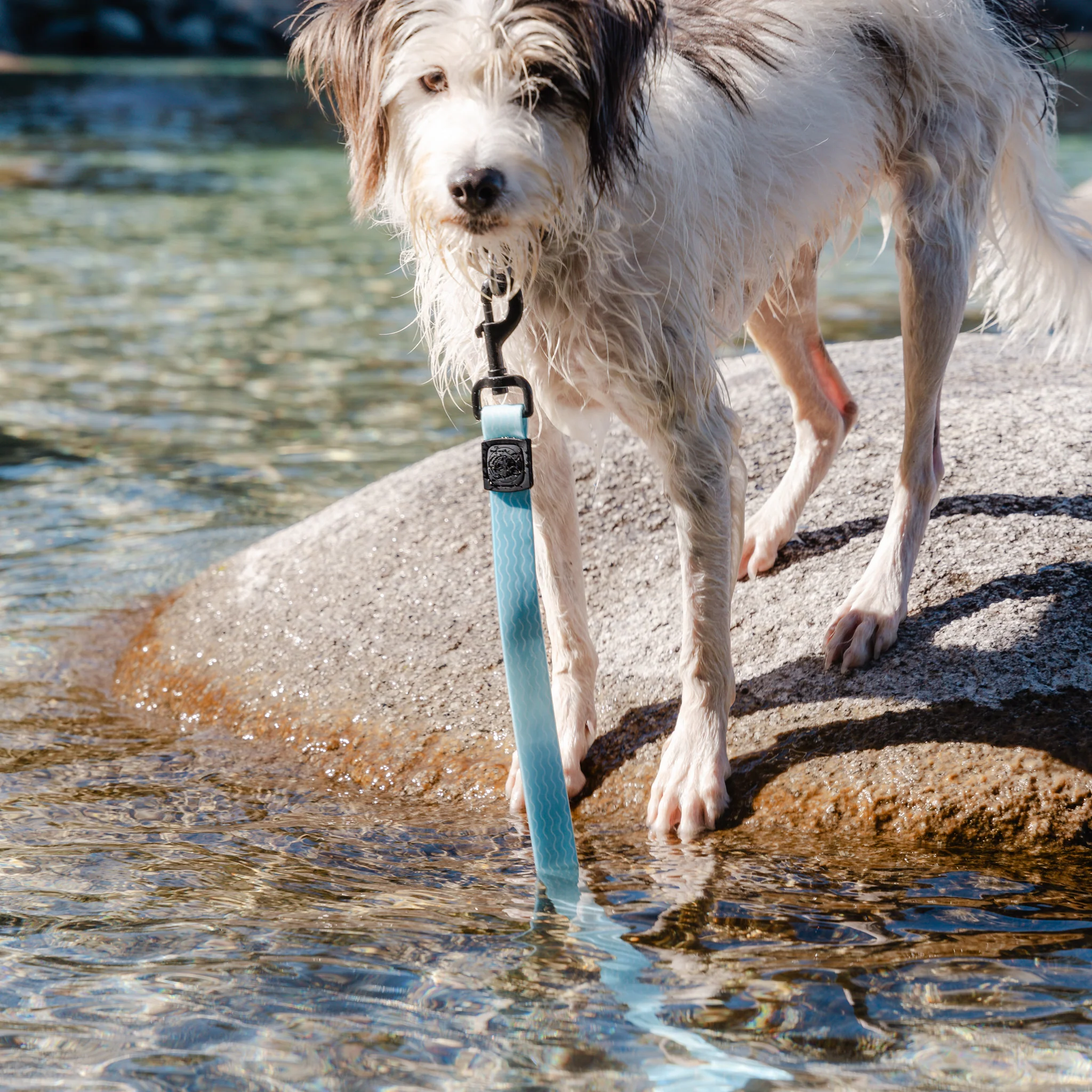 Saltwater Waterproof Leash + Collar Bundle - Image 5