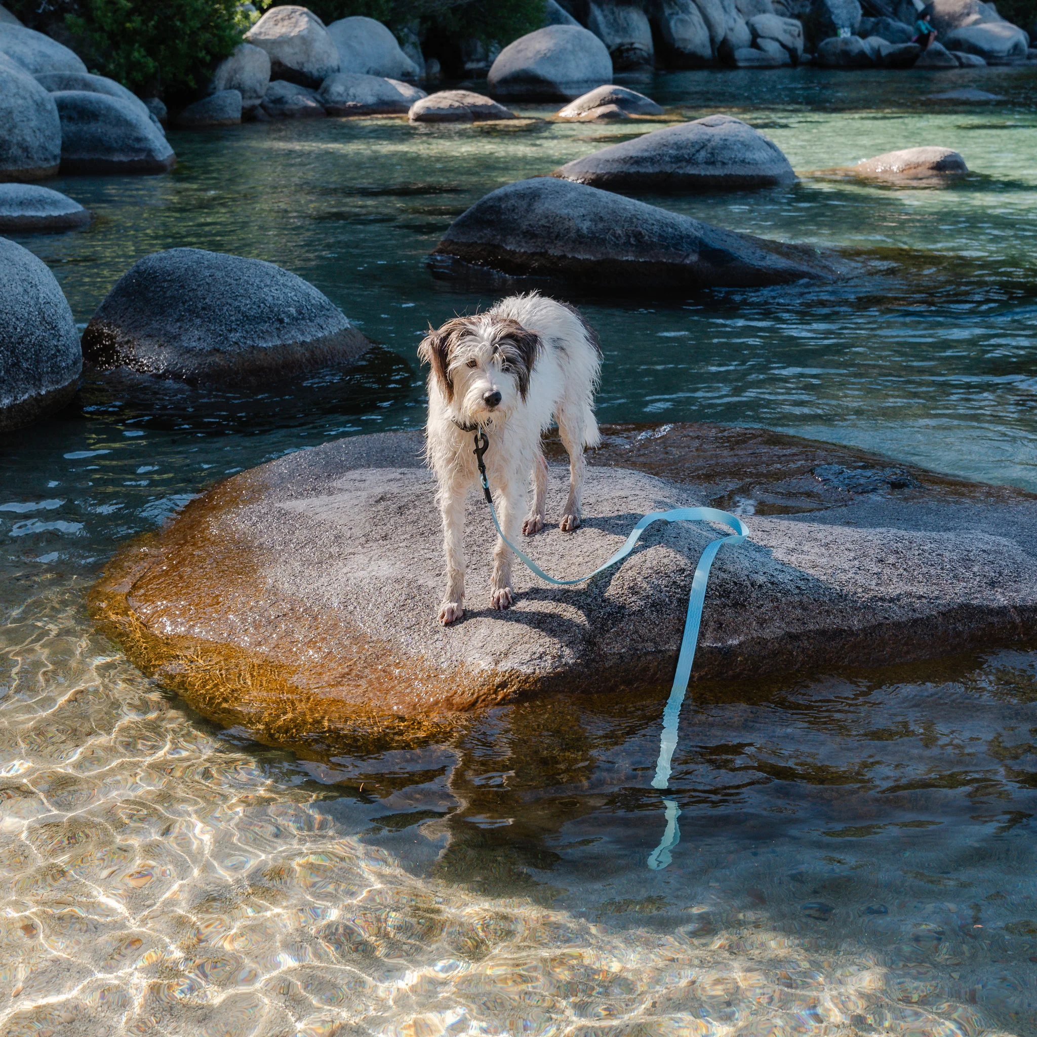Saltwater Waterproof Leash + Collar Bundle - Image 8
