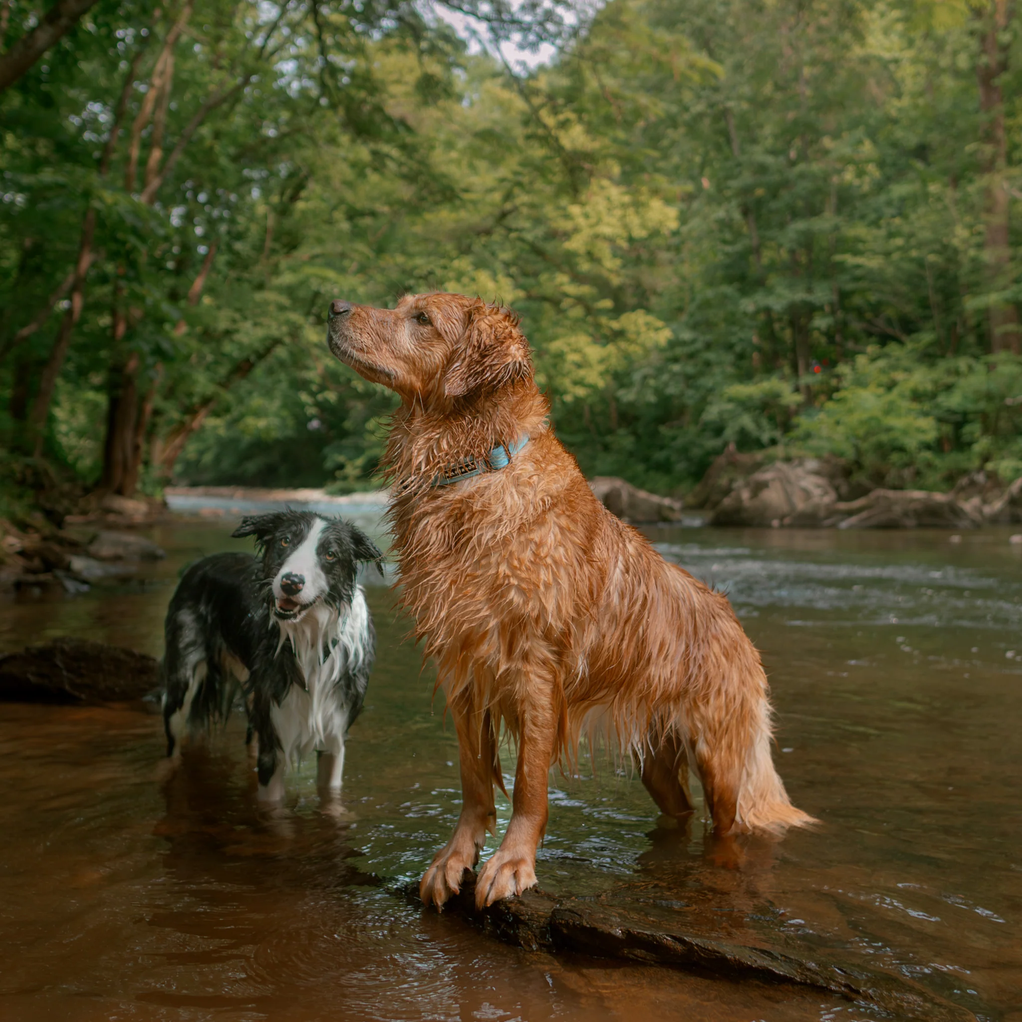 Saltwater Waterproof Leash + Collar Bundle - Image 9