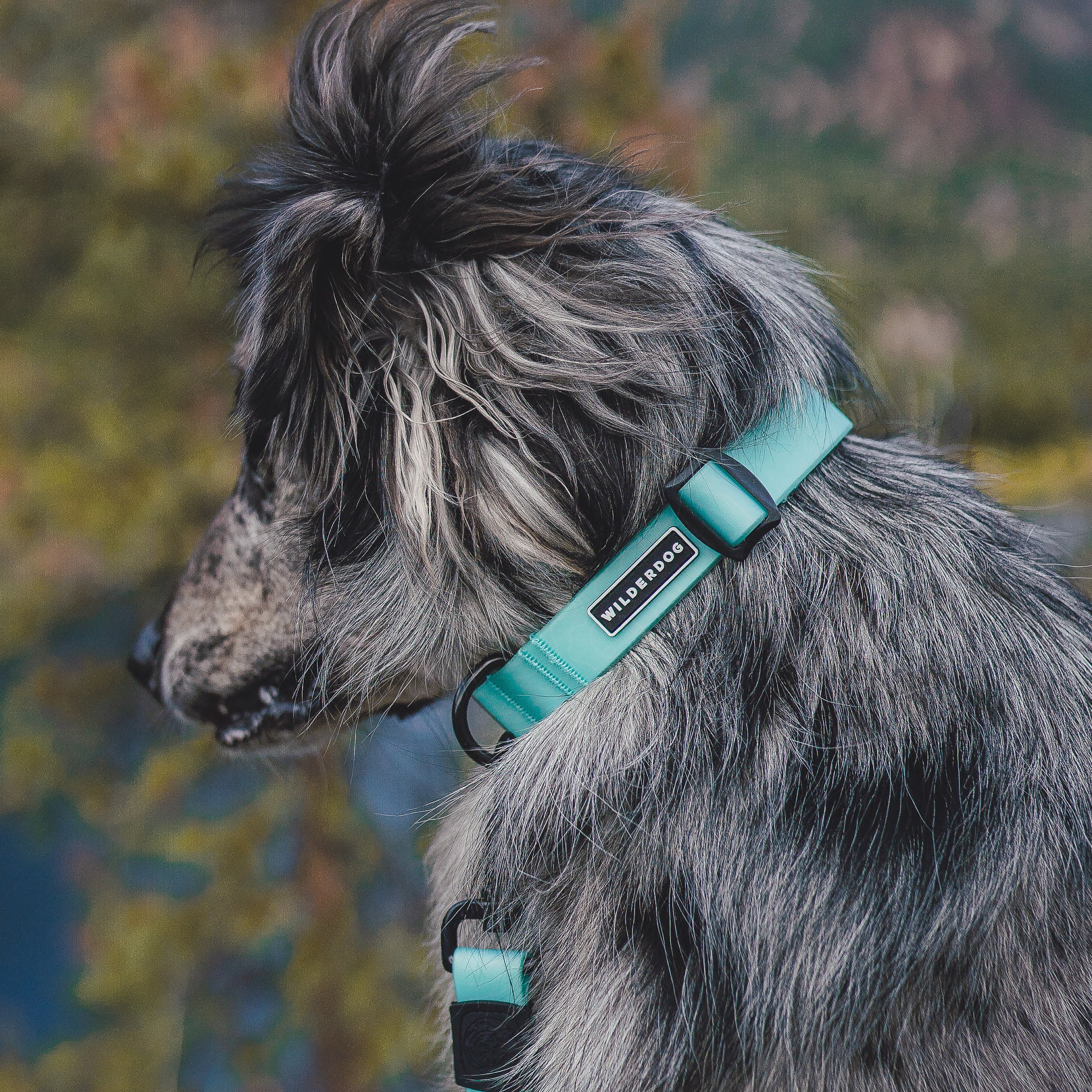 Seafoam Waterproof Collar - Image 5