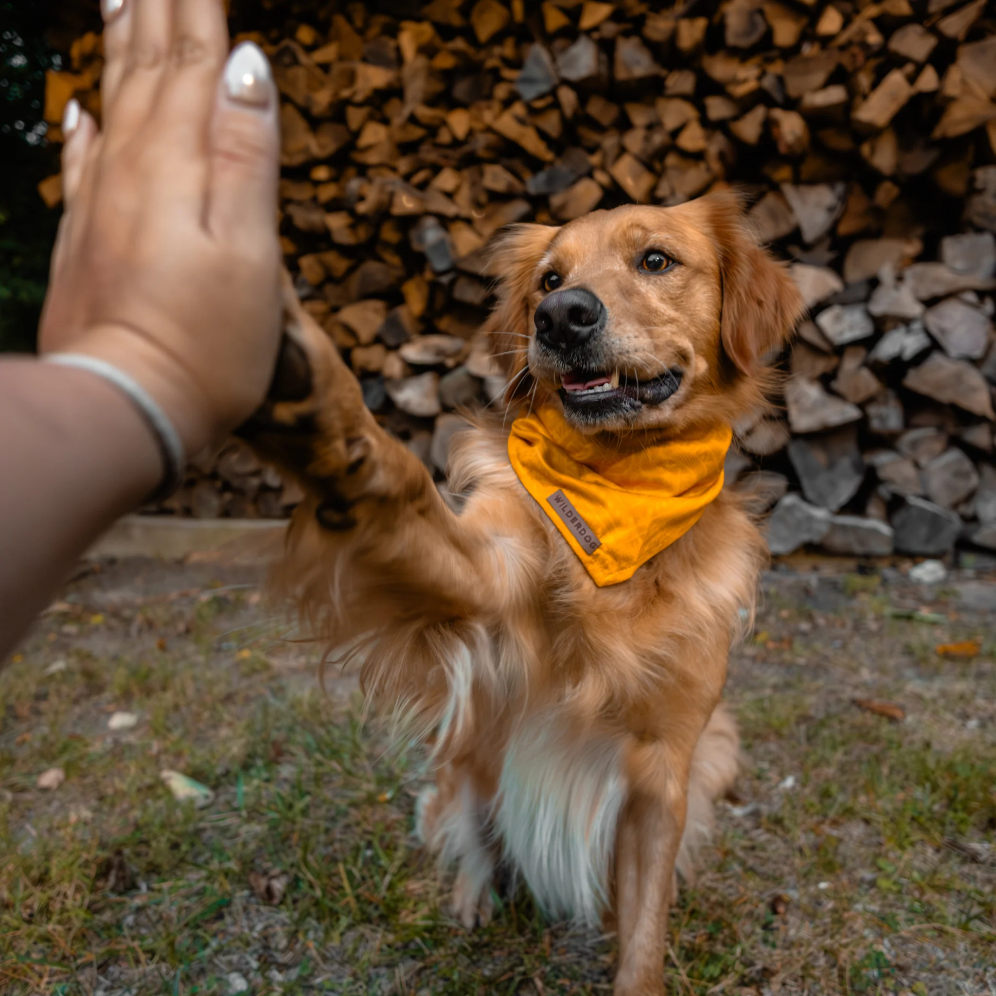 Mustard Bandana - Image 2