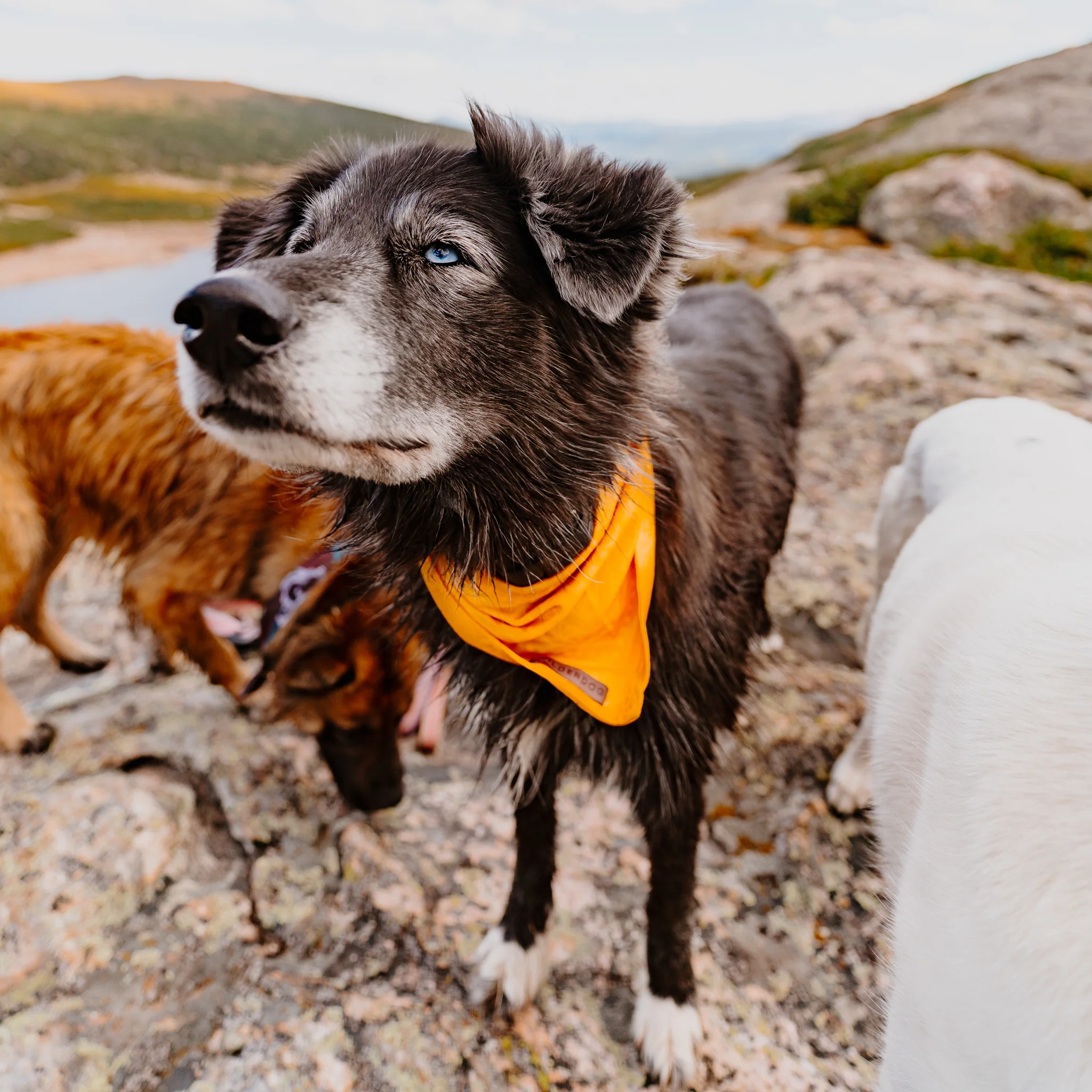 Mustard Bandana - Image 4