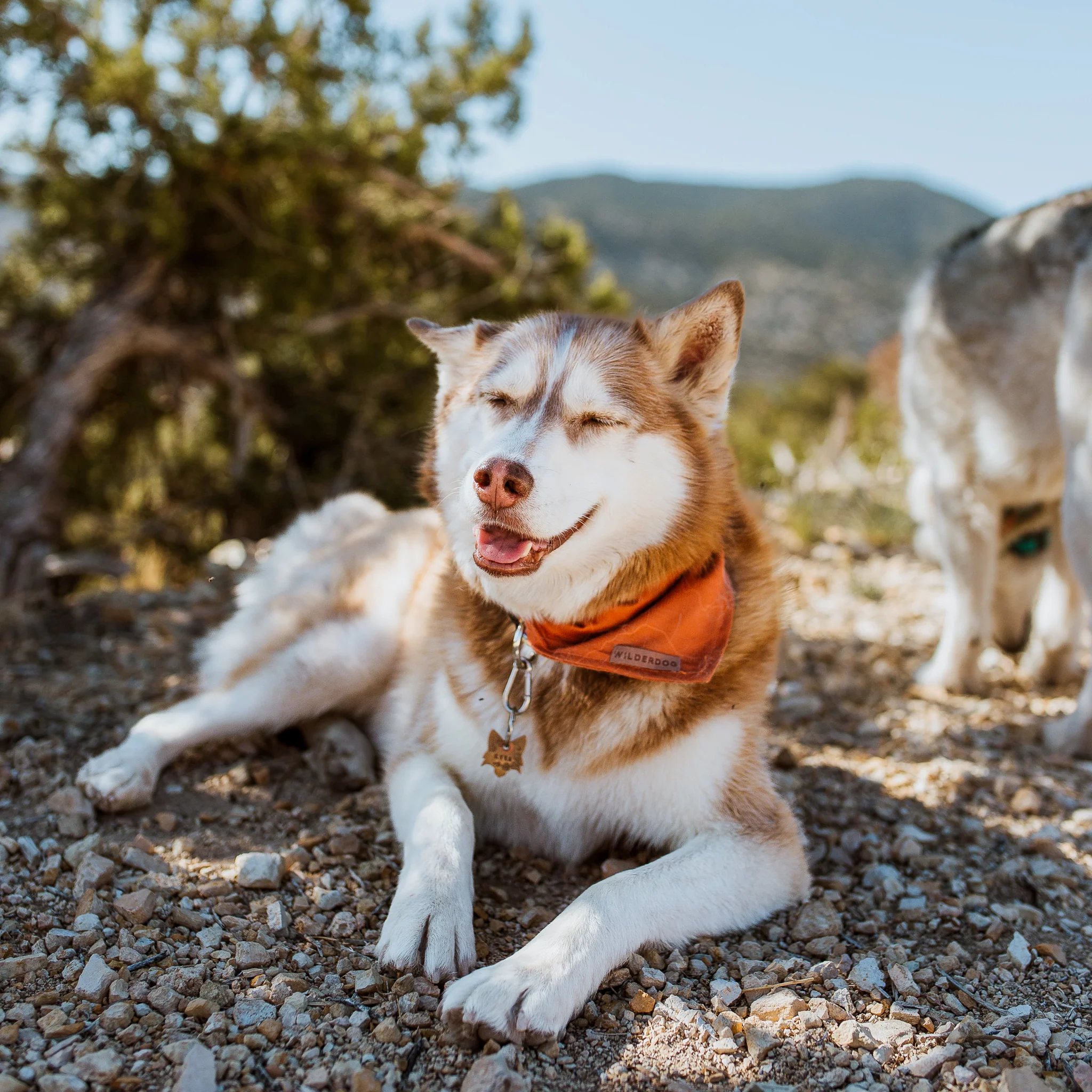 Orange Topo Bandana - Image 3