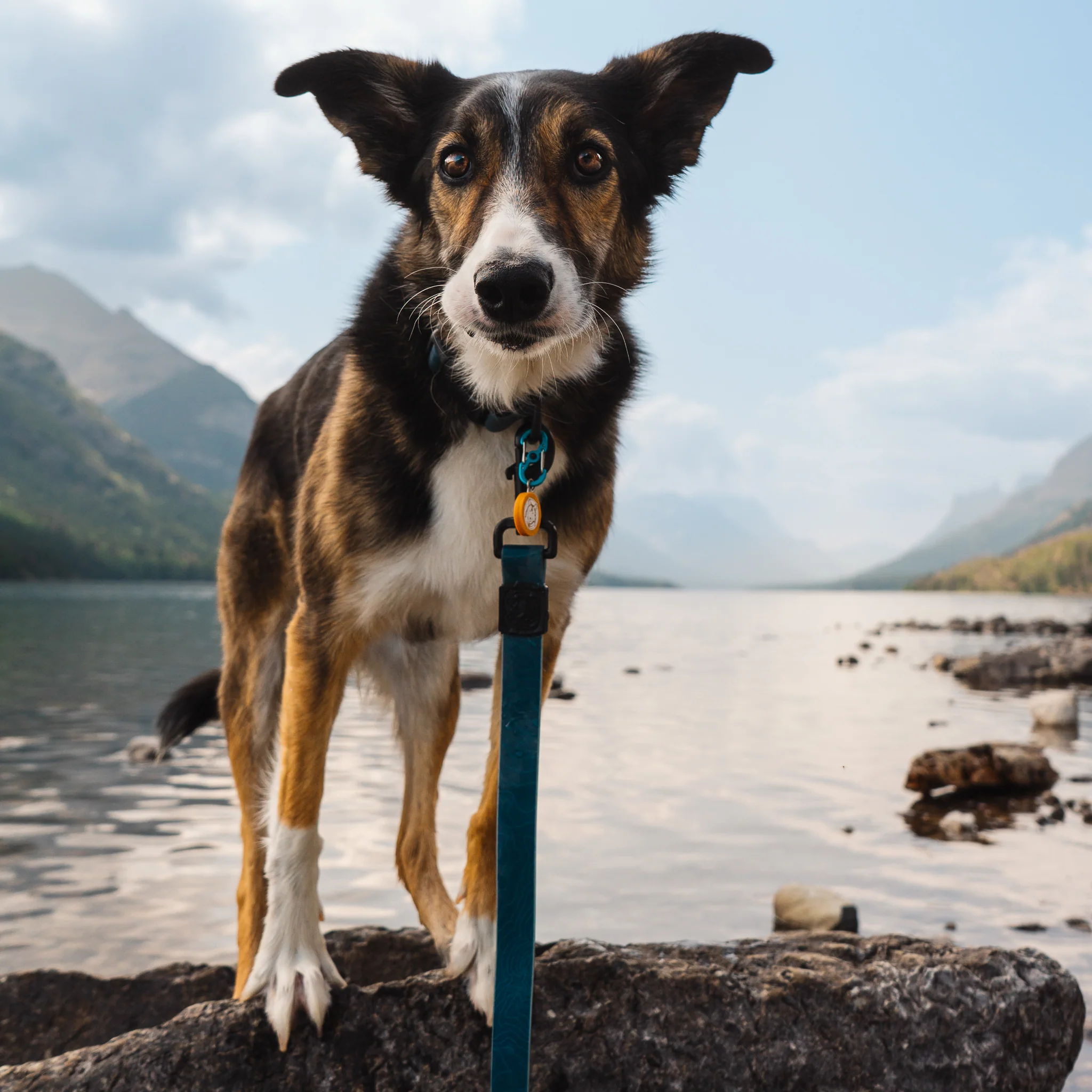 Pacific Blue Waterproof Leash - Image 4
