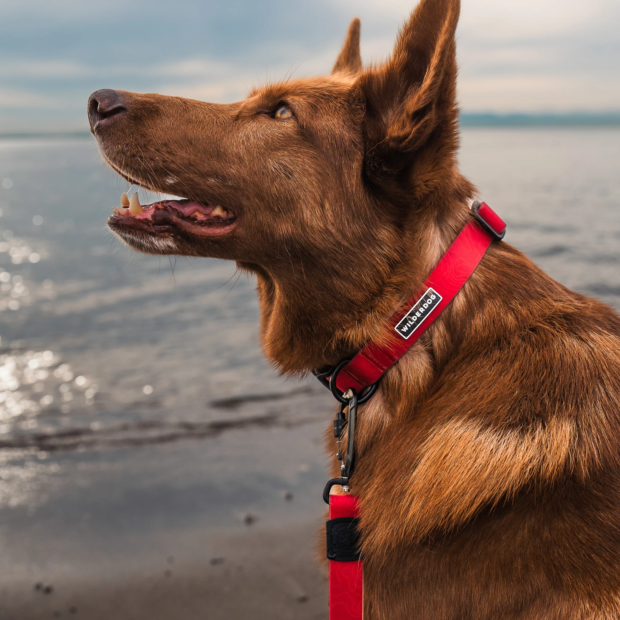 Red Waterproof Collar - Image 2