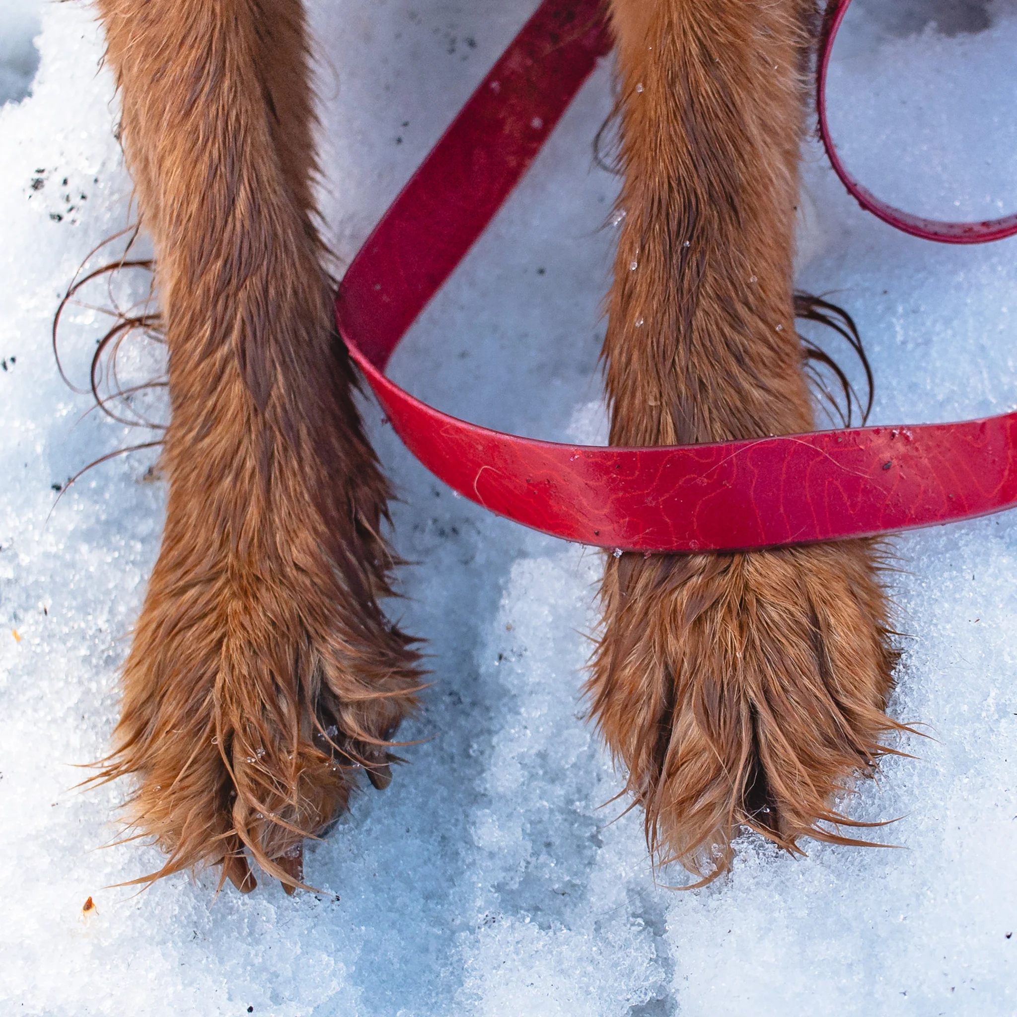 Red Waterproof Pro Leash - Image 4