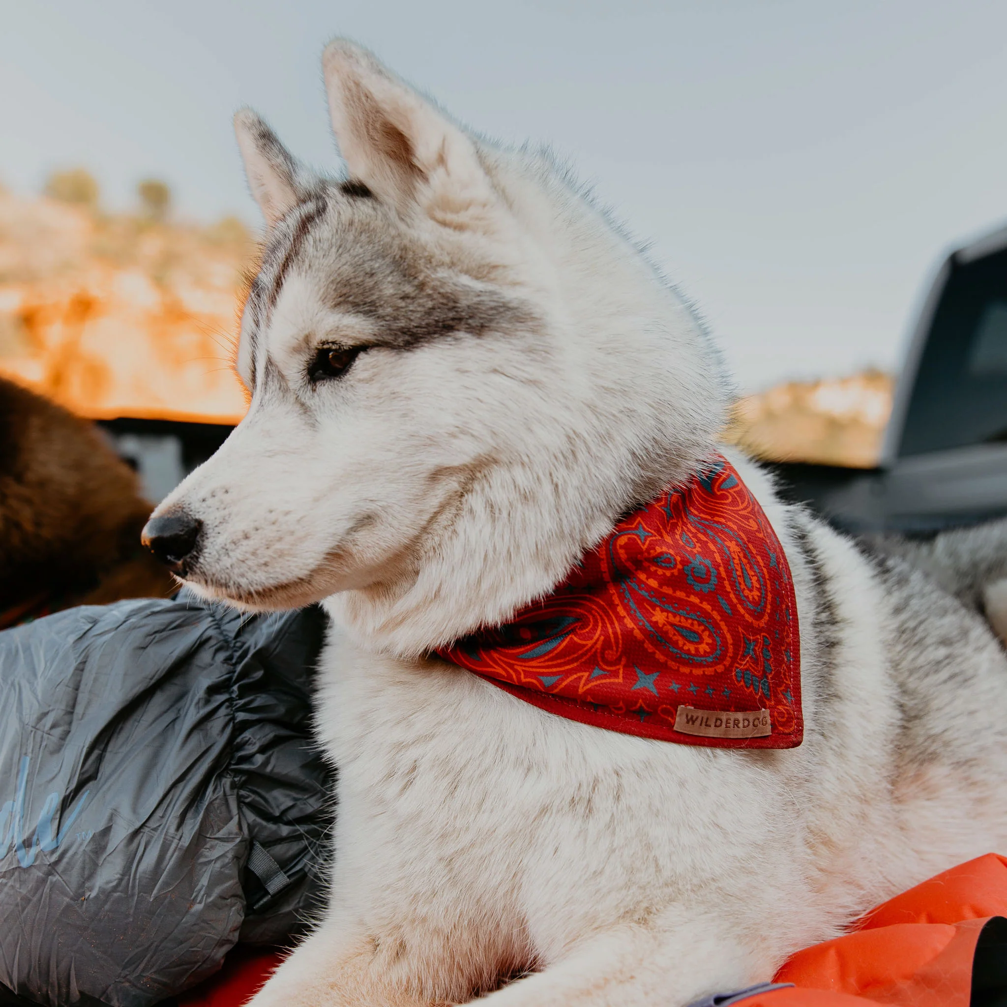 Rodeo Bandana - Image 3