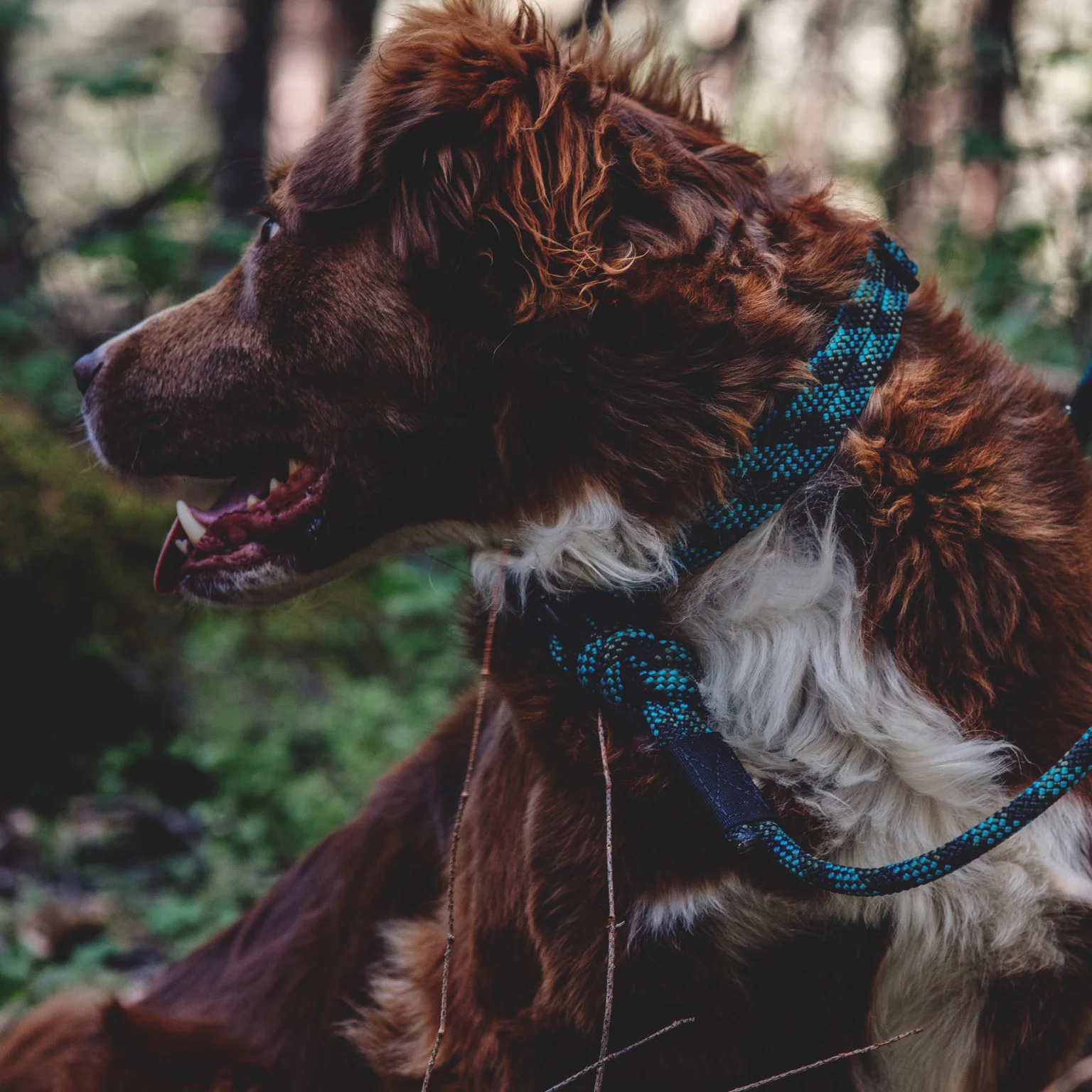Rope Collar - Image 3