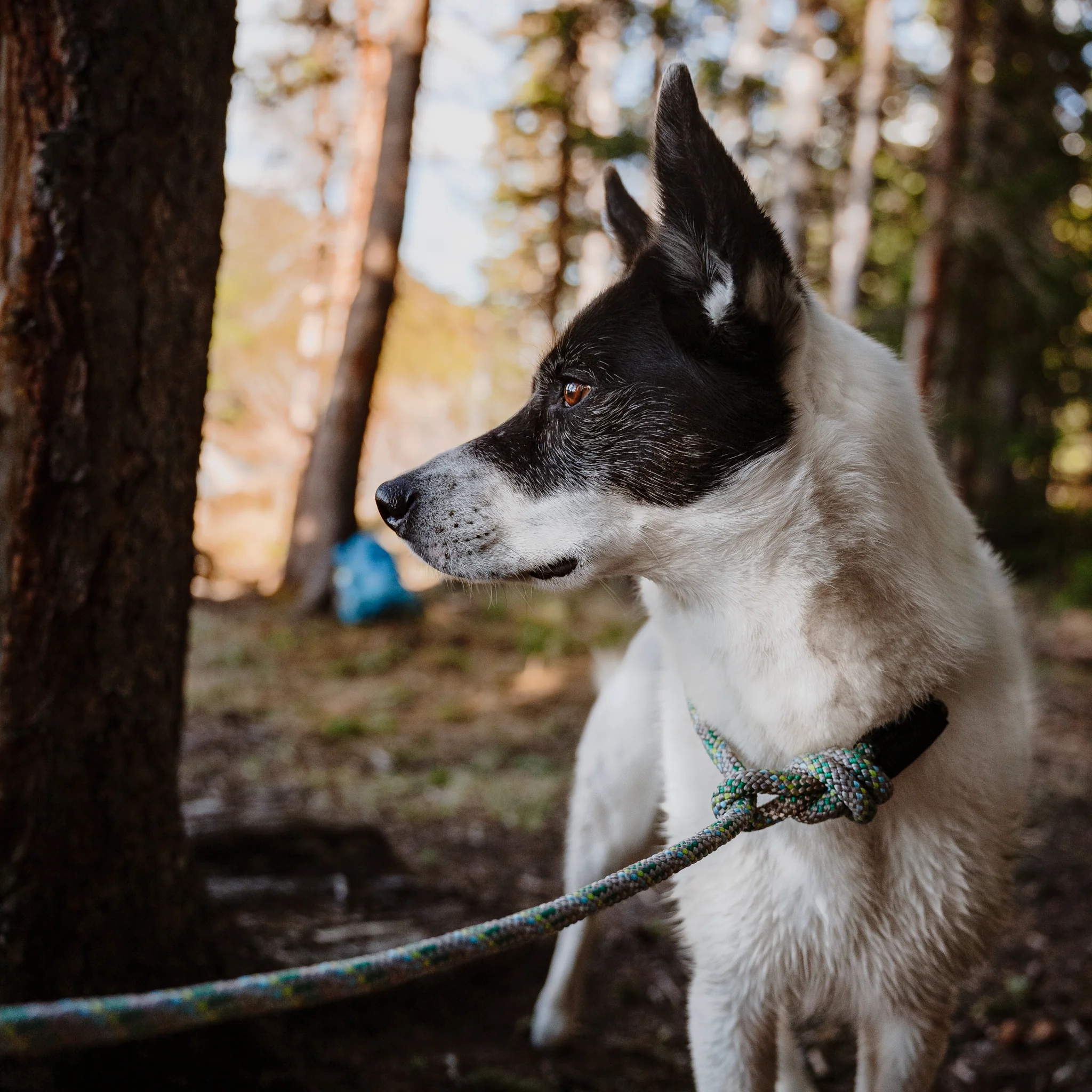 Rope Slip Lead - Image 4