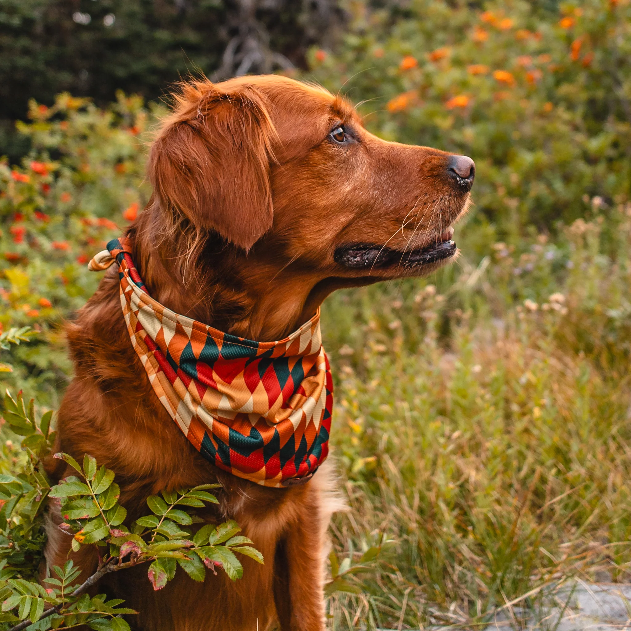Russet Bandana - Image 5