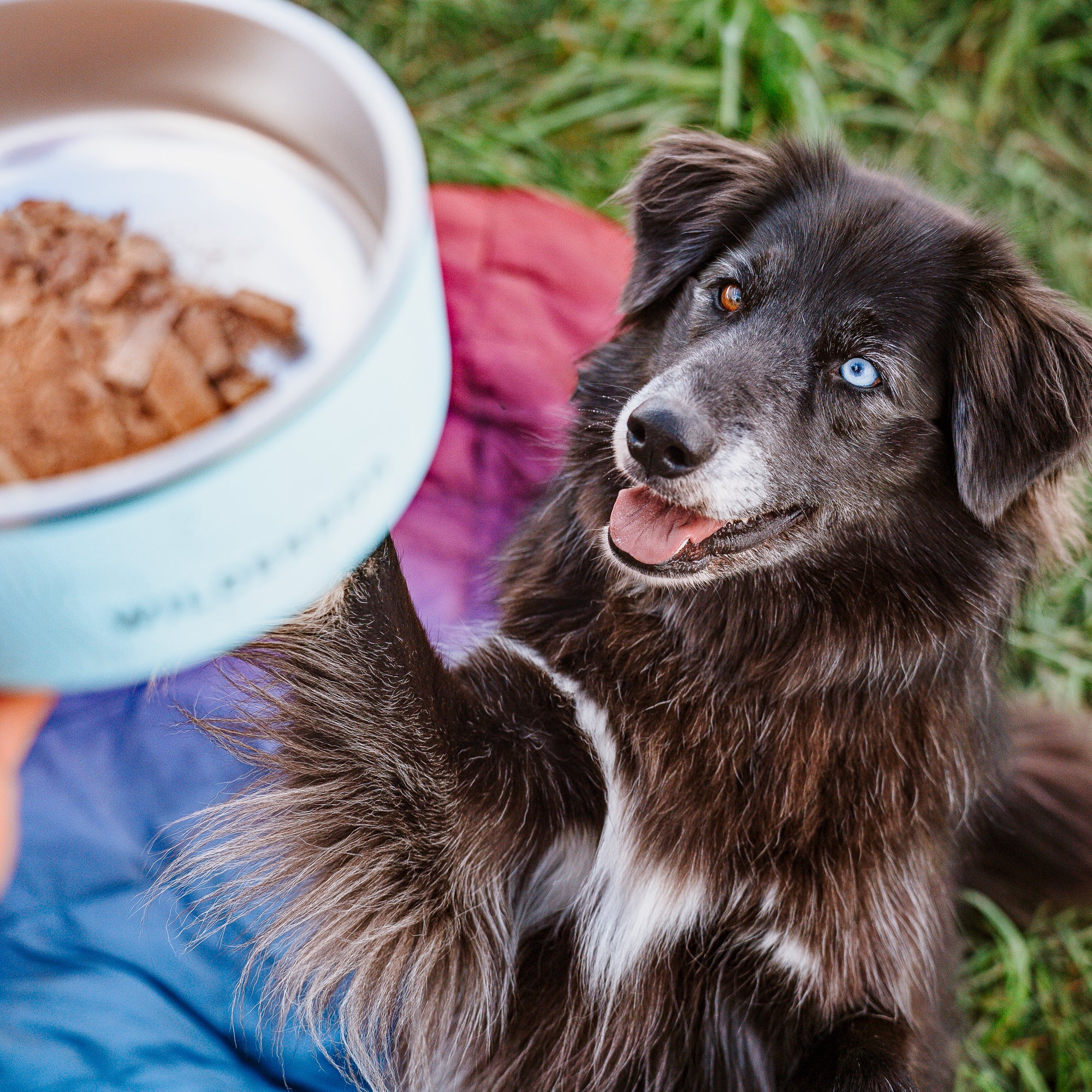 Stainless Steel Dog Bowl - Image 10