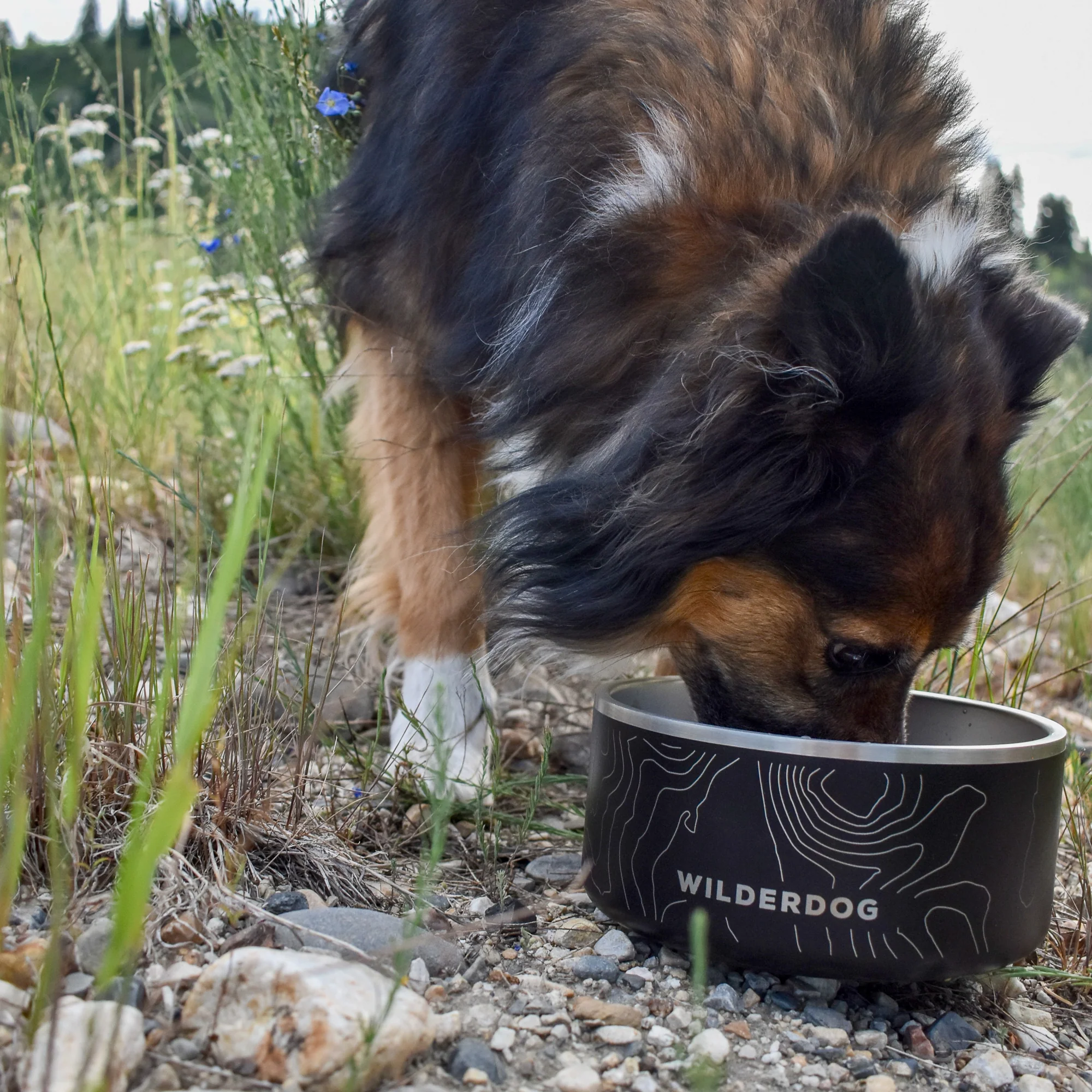 Stainless Steel Dog Bowl - Image 11