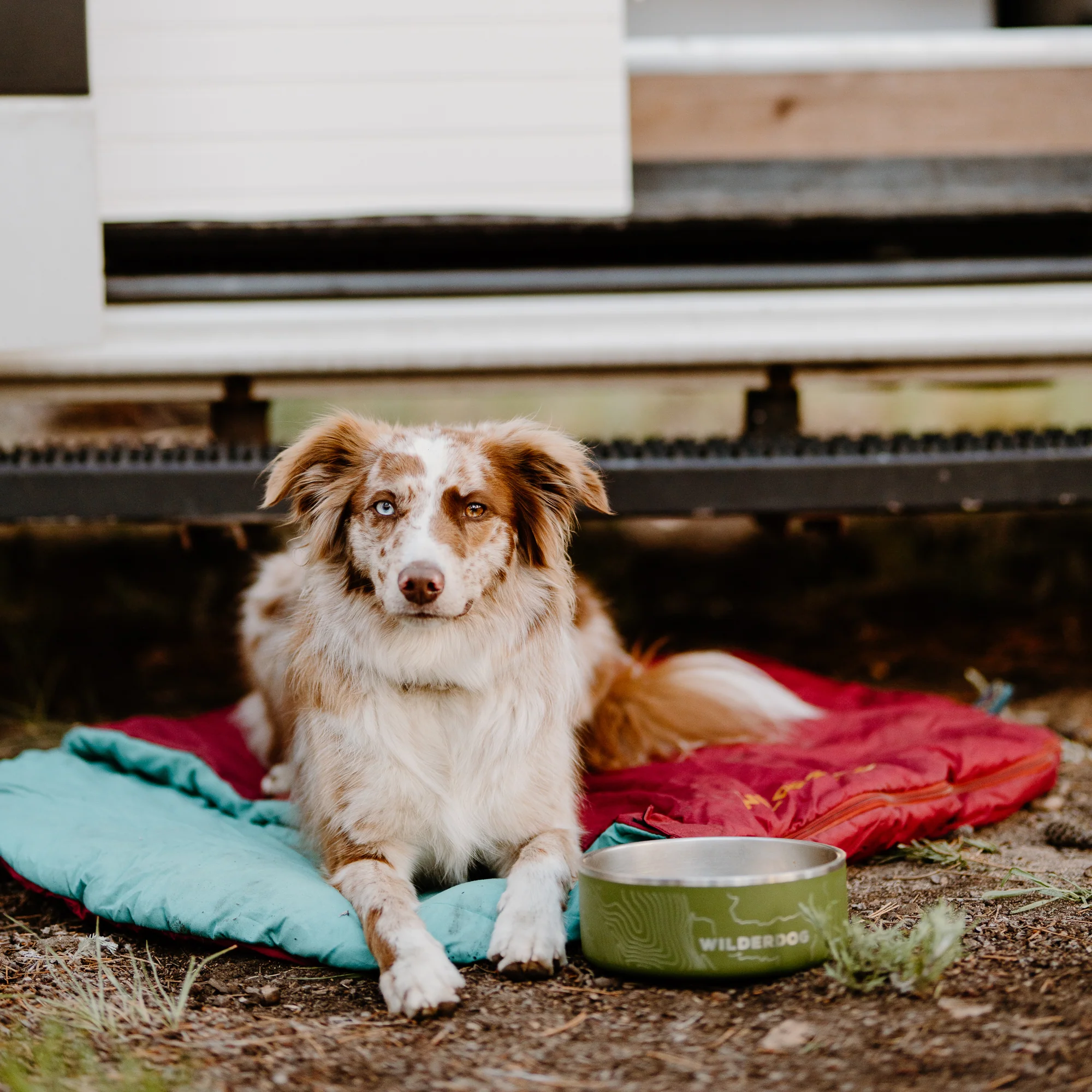 Stainless Steel Dog Bowl - Image 7