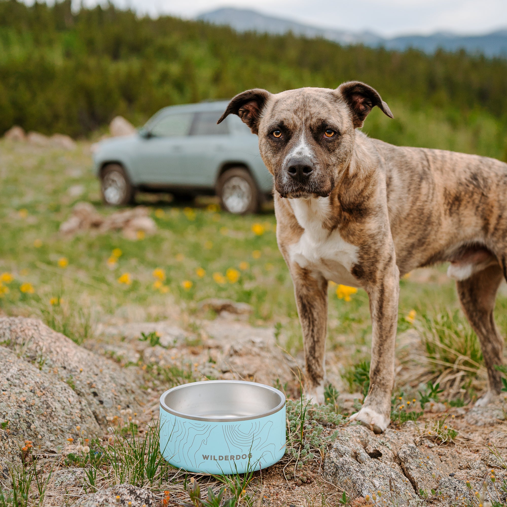 Stainless Steel Dog Bowl - Image 8