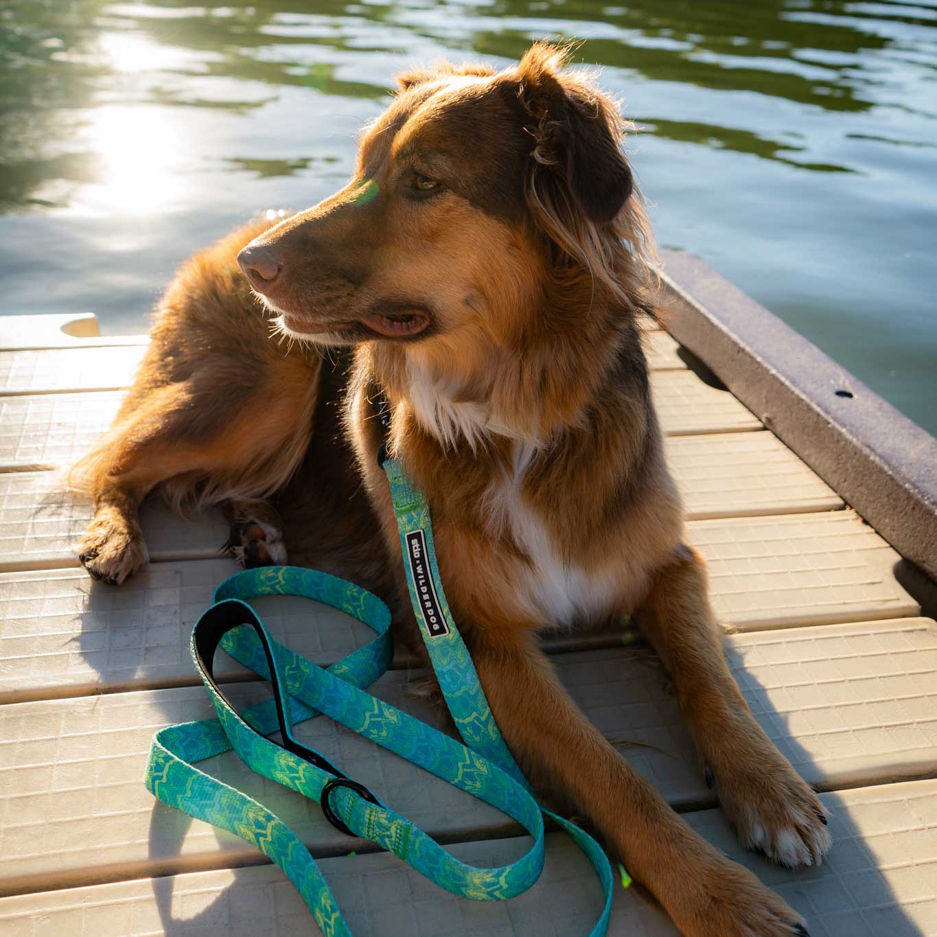 Wilderdog x Stio Ultralight Leash - Image 6